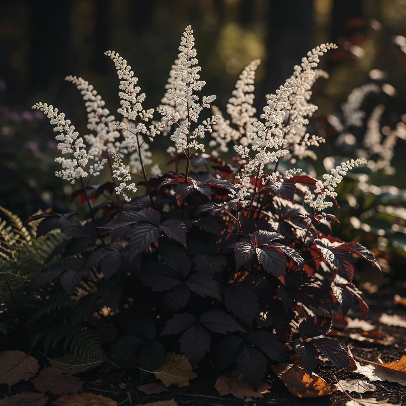 Actaea — Simplex 'Brunette' (Bugbane)