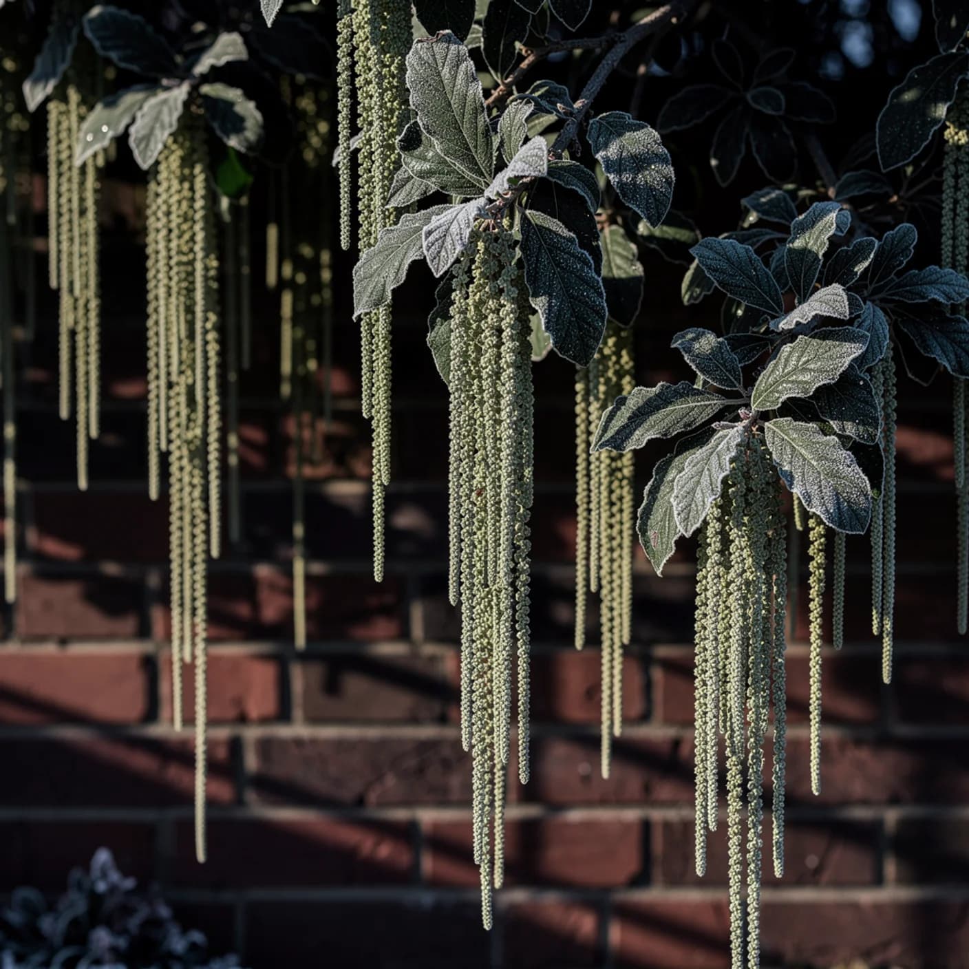 Garrya — James Roof