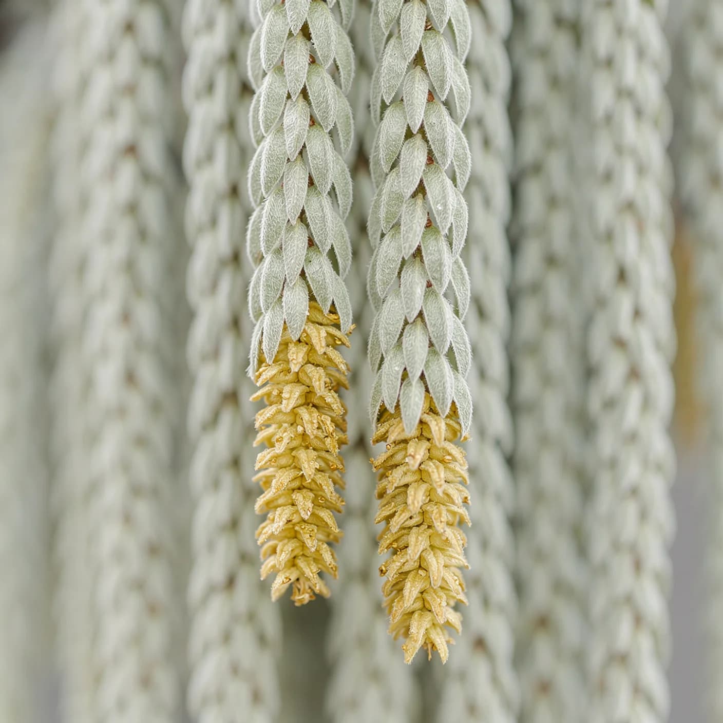 Garrya — Close-up detail of garrya catkin tassels