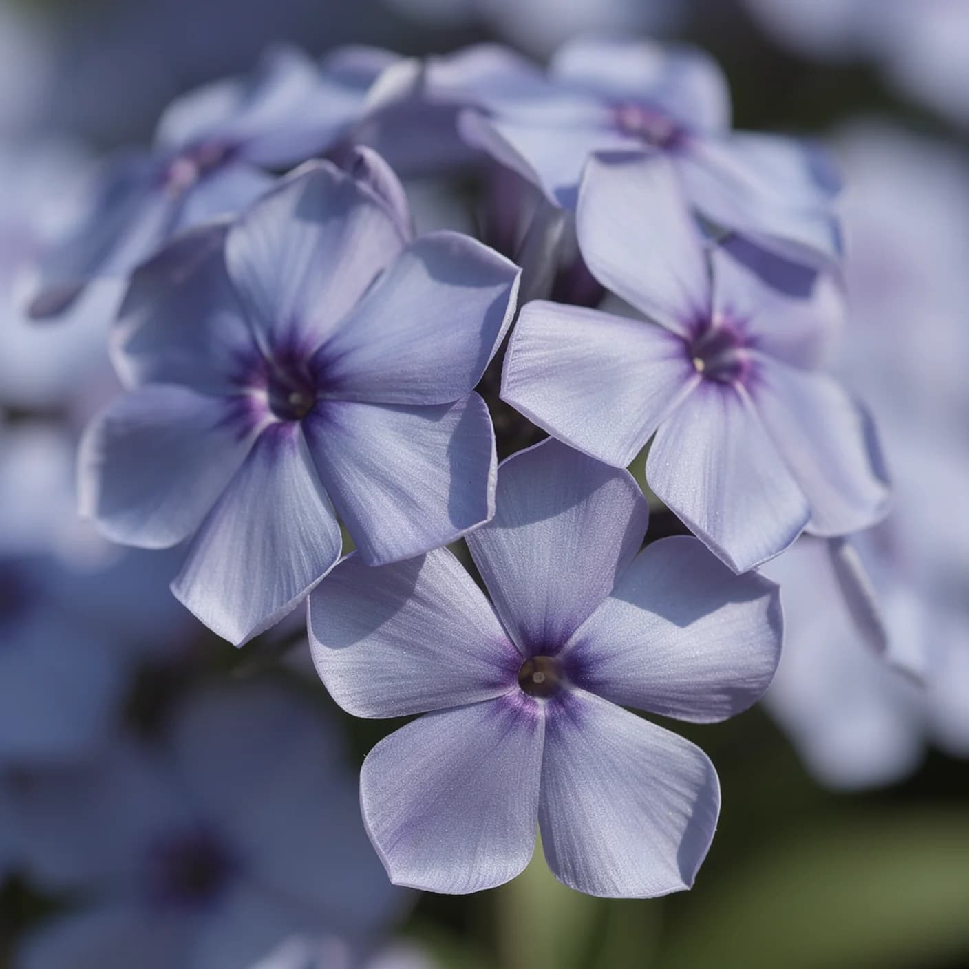 Phlox — Macro of individual five-petalled flowers