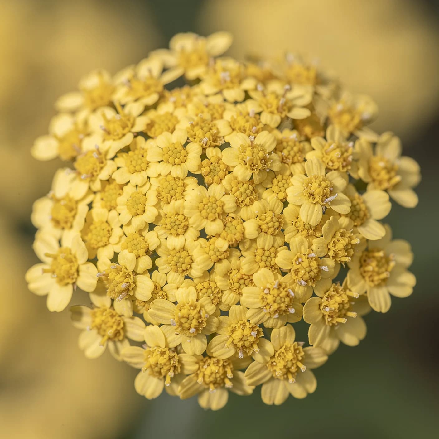 Achillea — Macro of flat flower head showing tiny florets