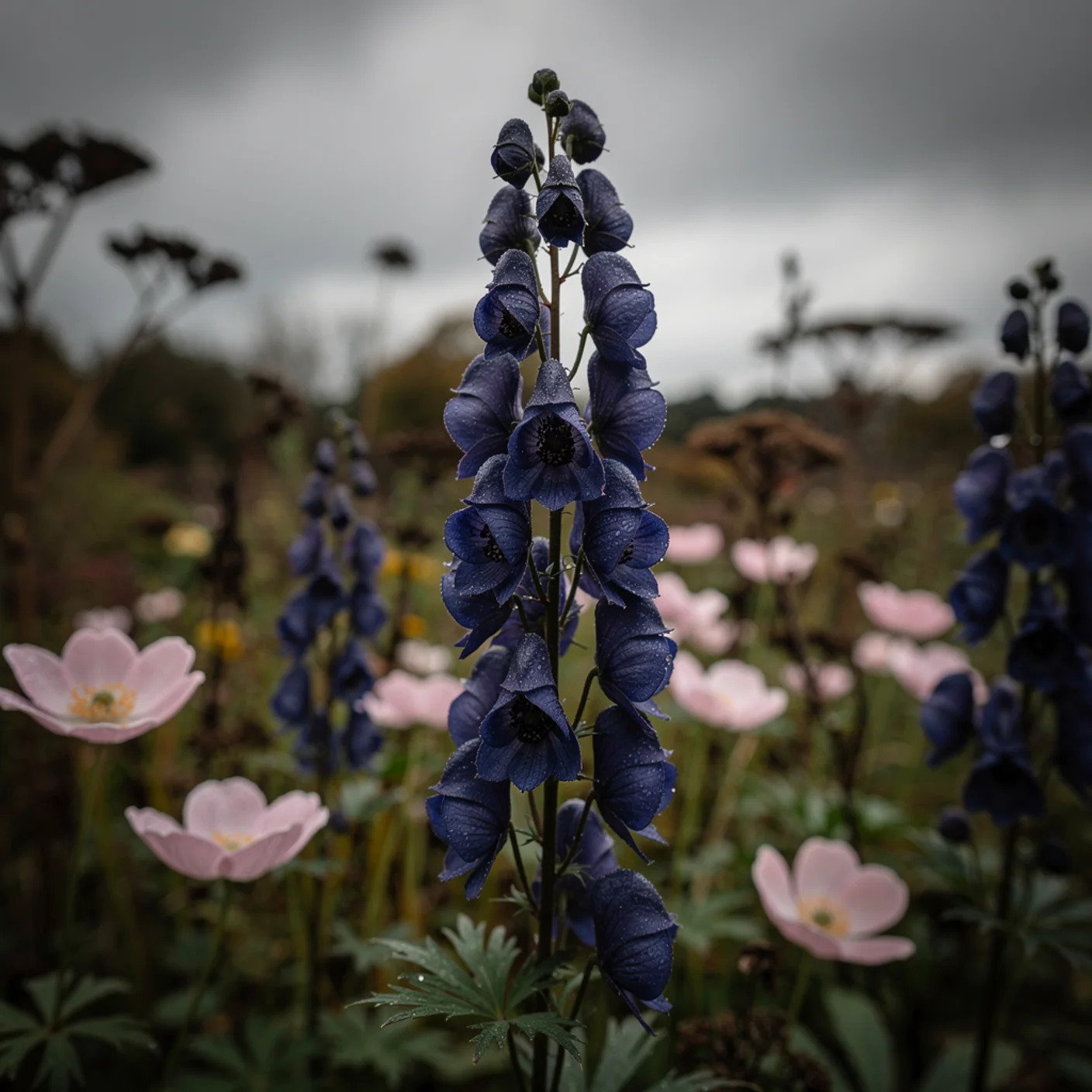Monkshood — Aconitum 'Spark's Variety'