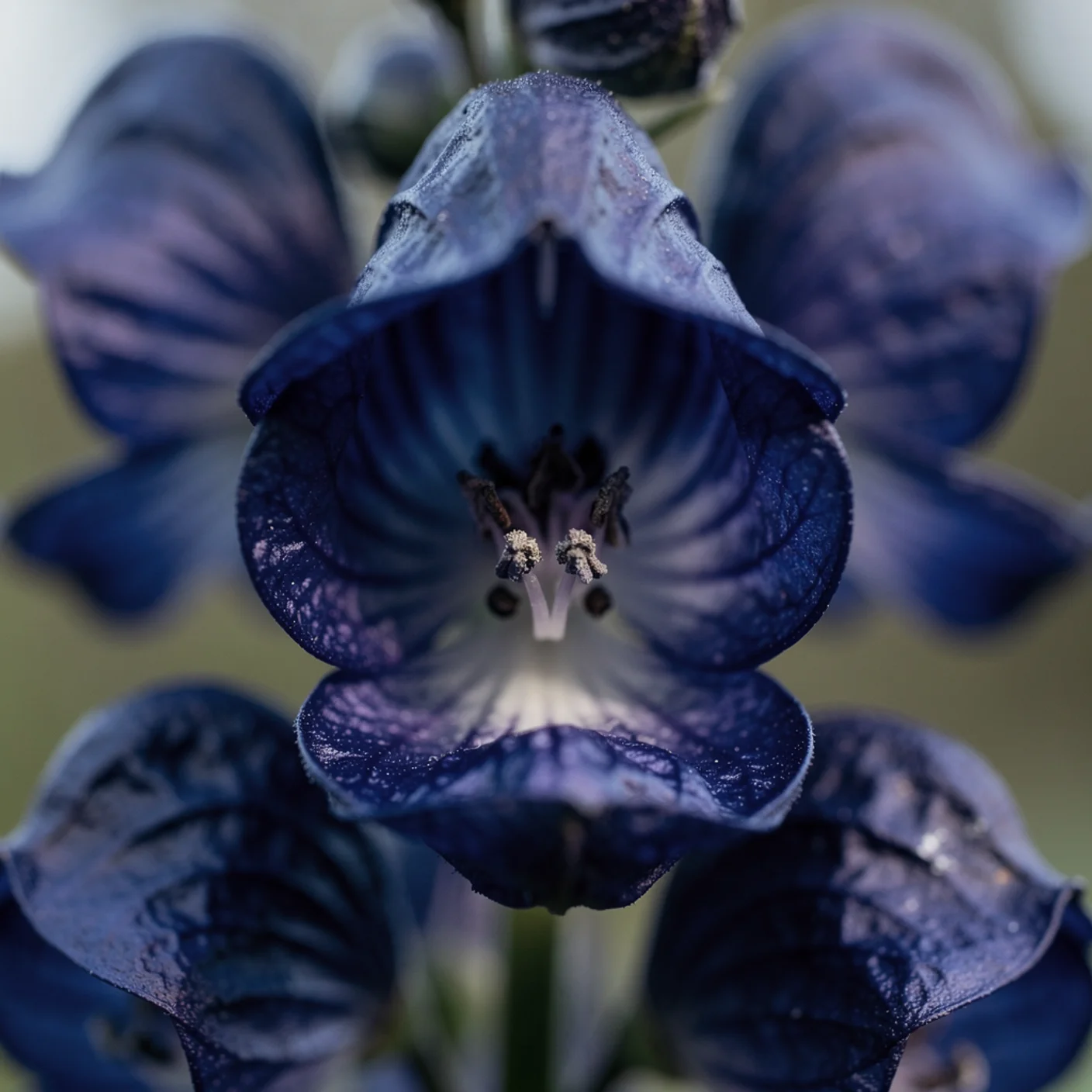 Monkshood — Macro of a single monkshood flower showing hooded shape