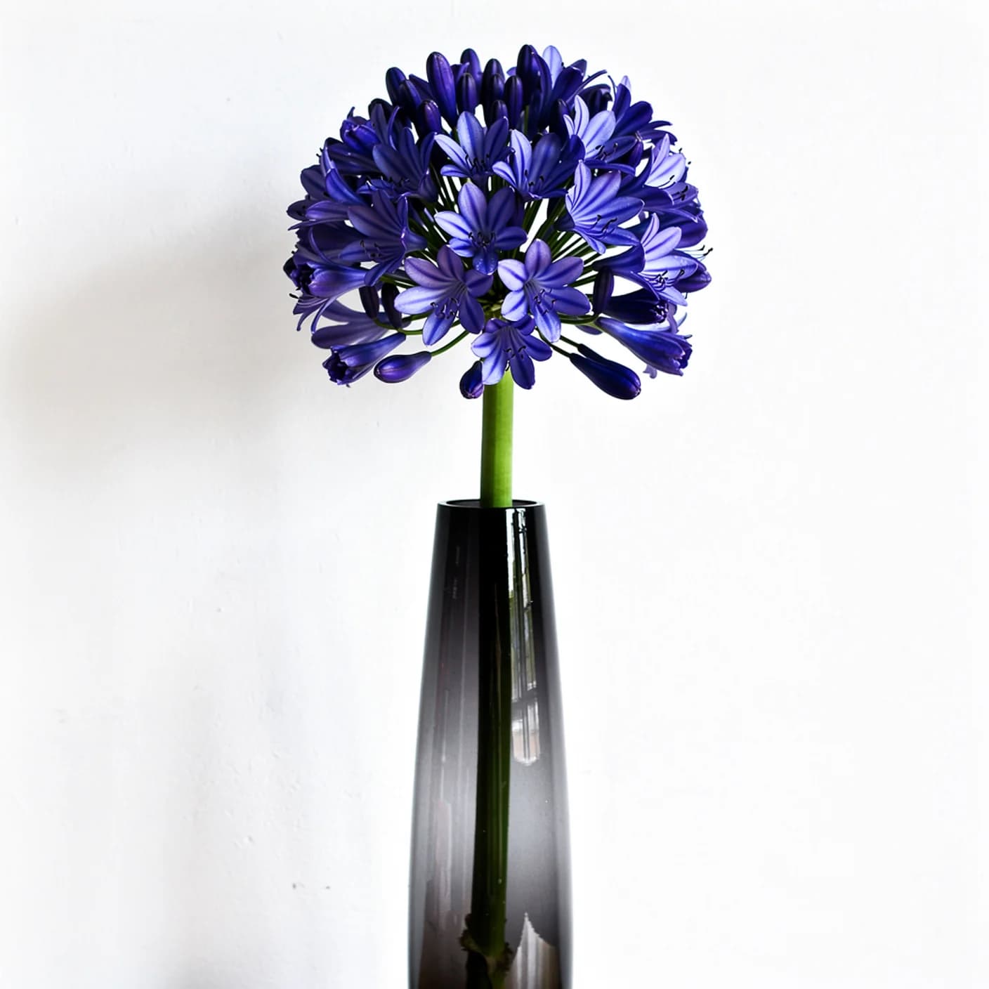Agapanthus — Blue Storm
