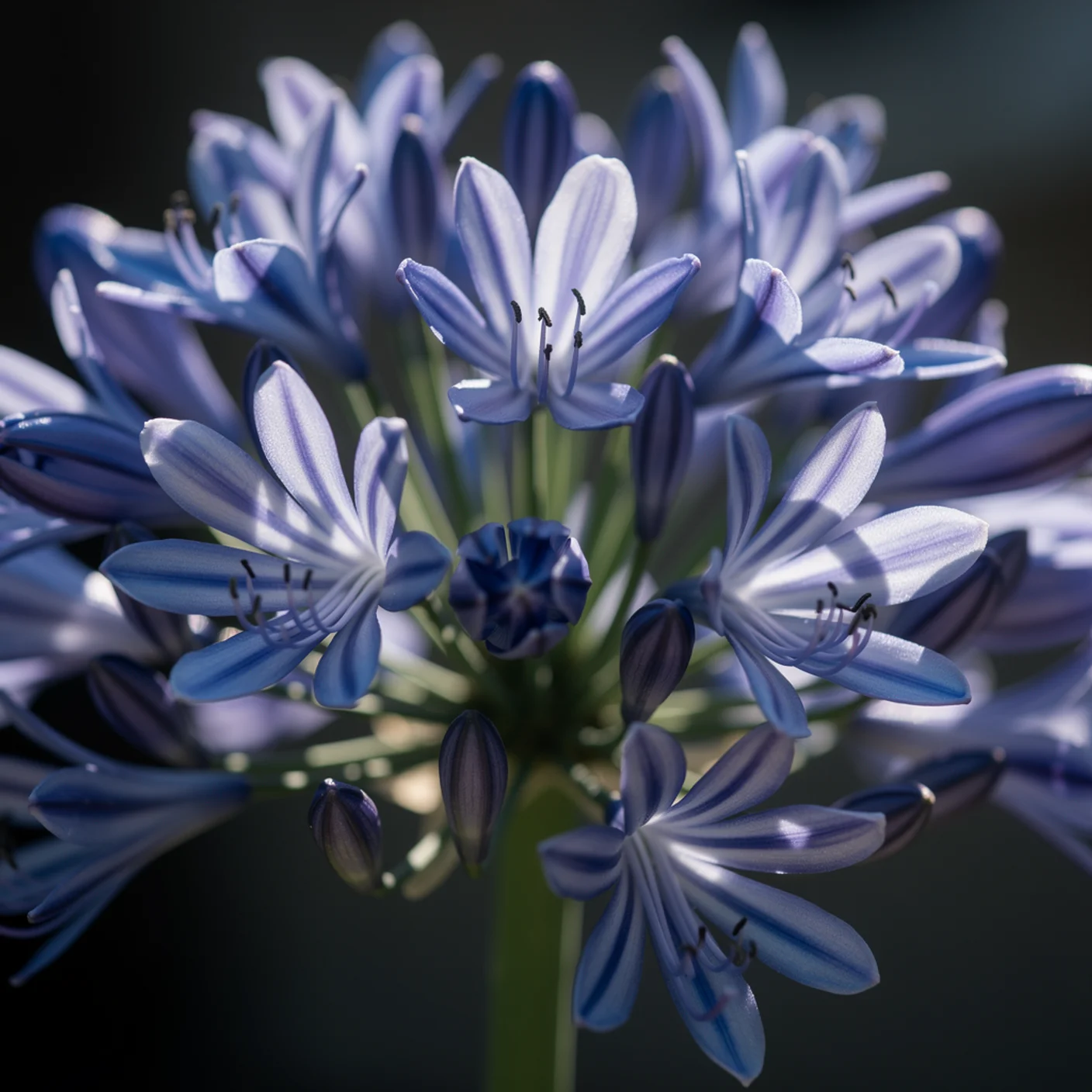 Agapanthus — Macro of individual trumpet florets opening