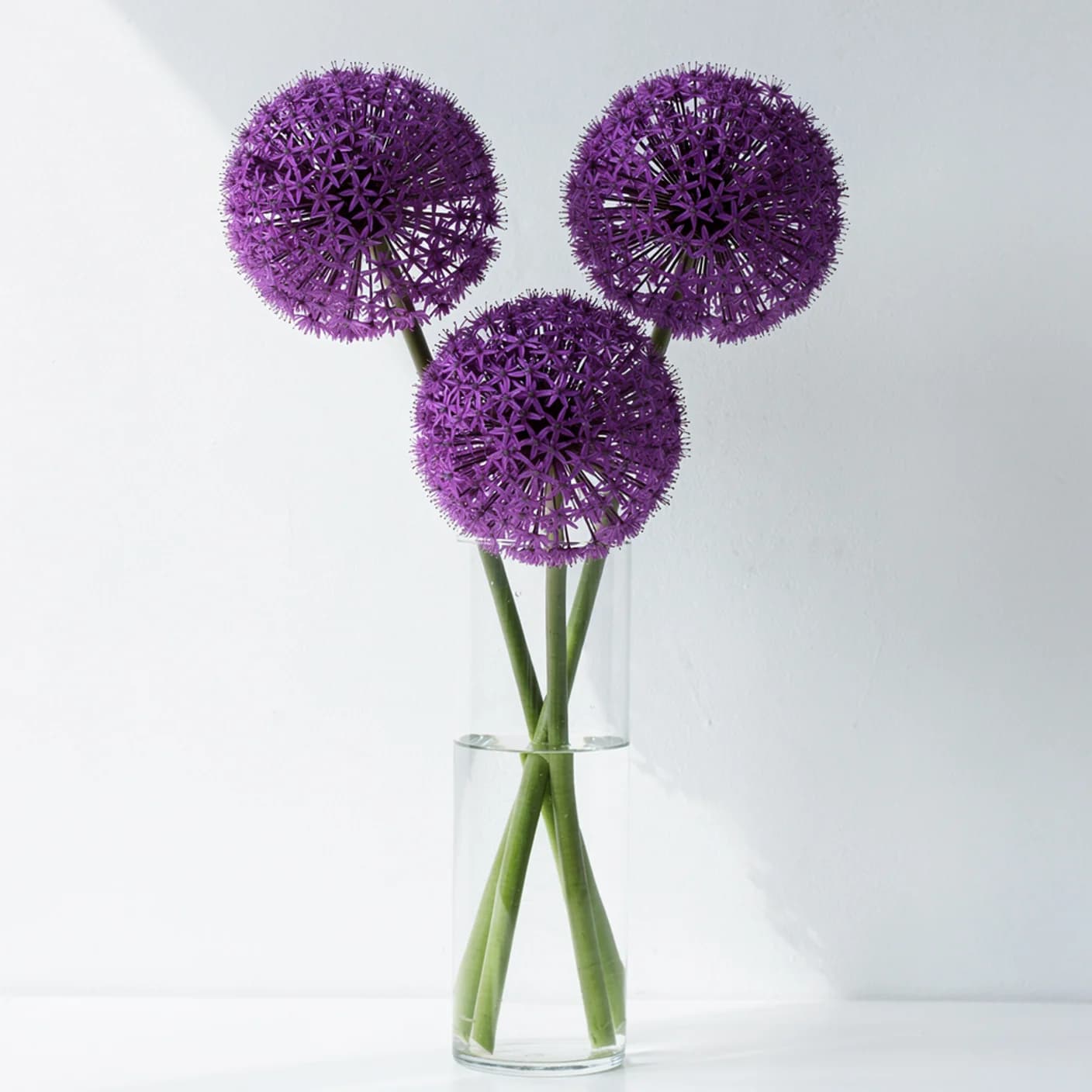 Allium — Purple Sensation
