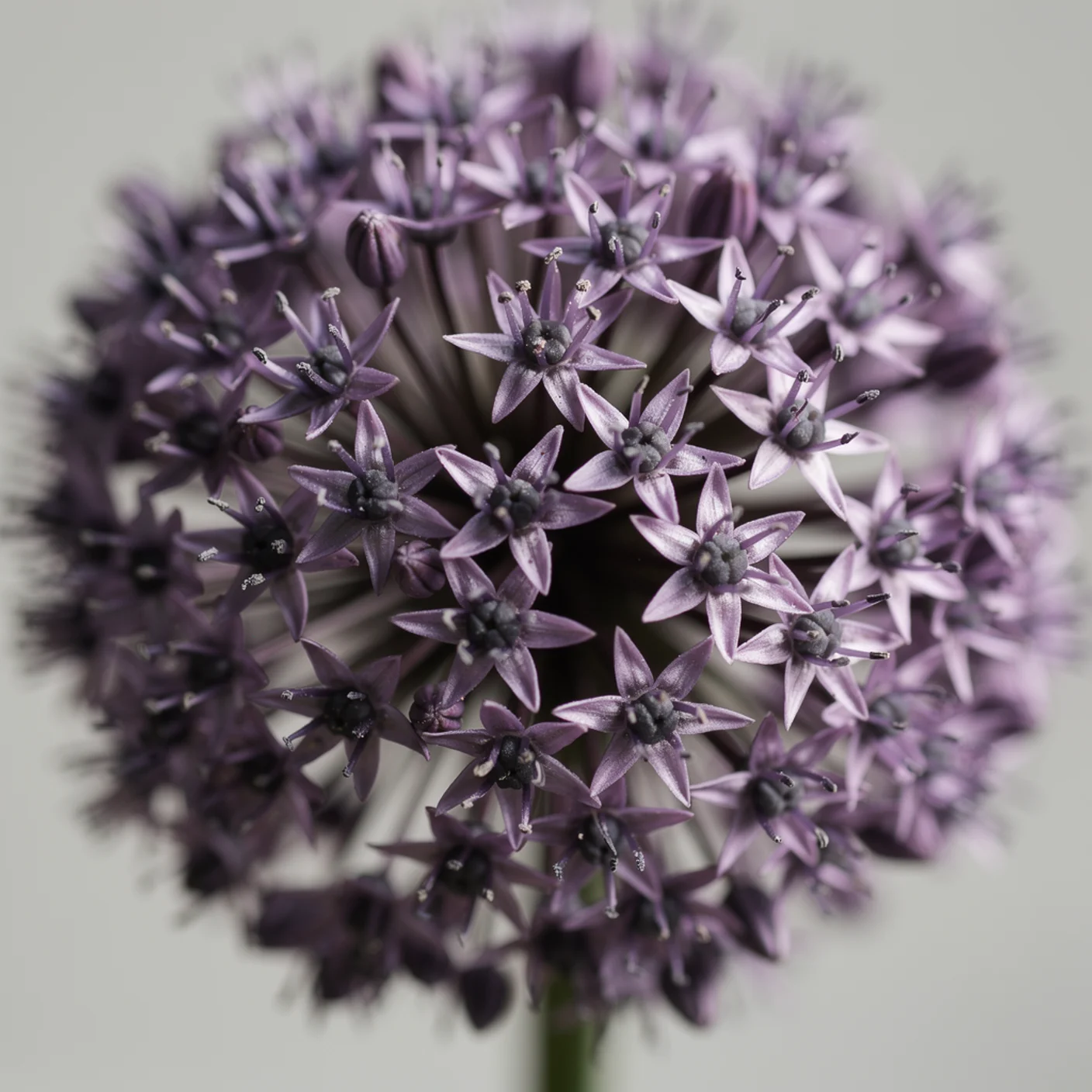 Allium — Macro of individual star-shaped florets