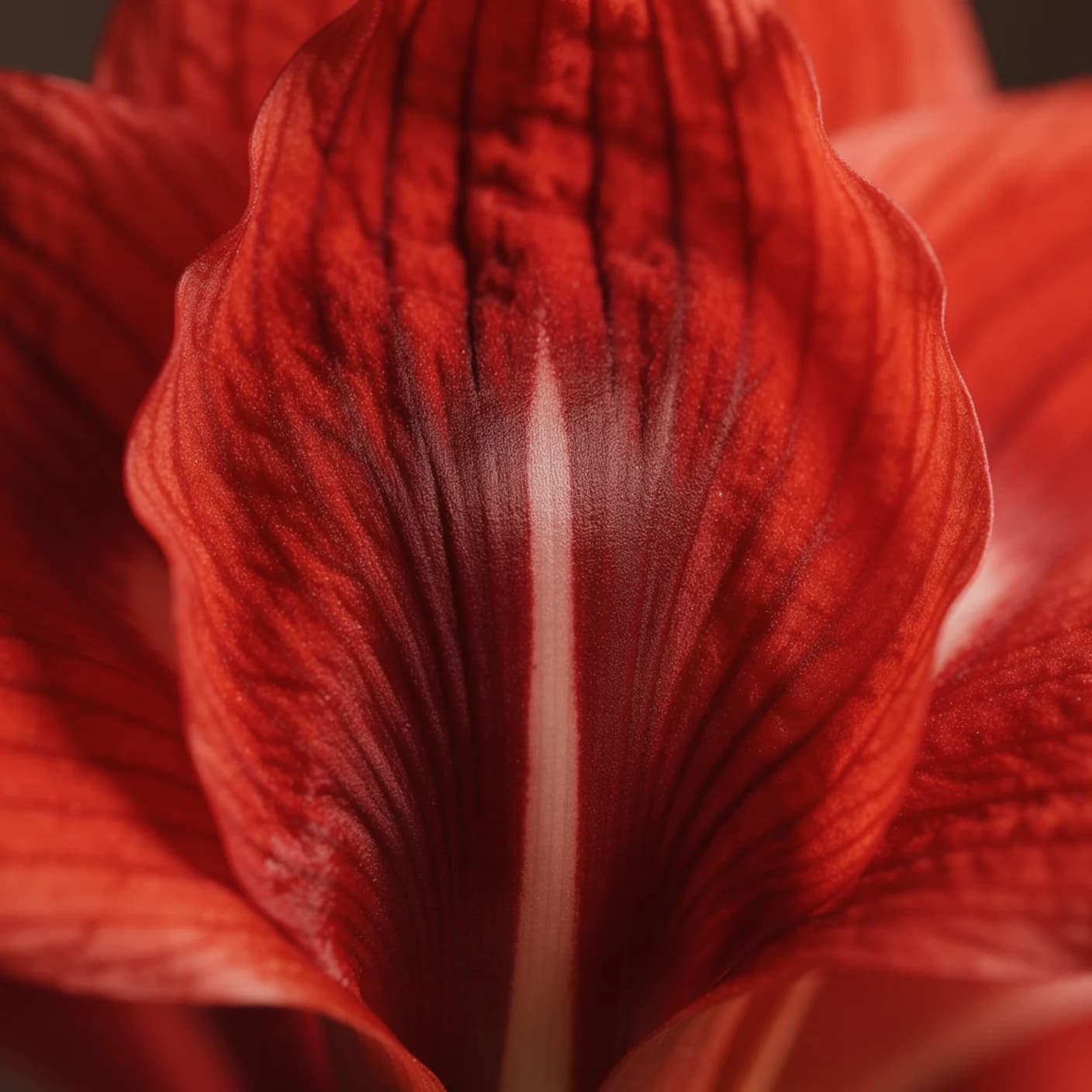 Amaryllis — Macro of petal veining and velvety texture