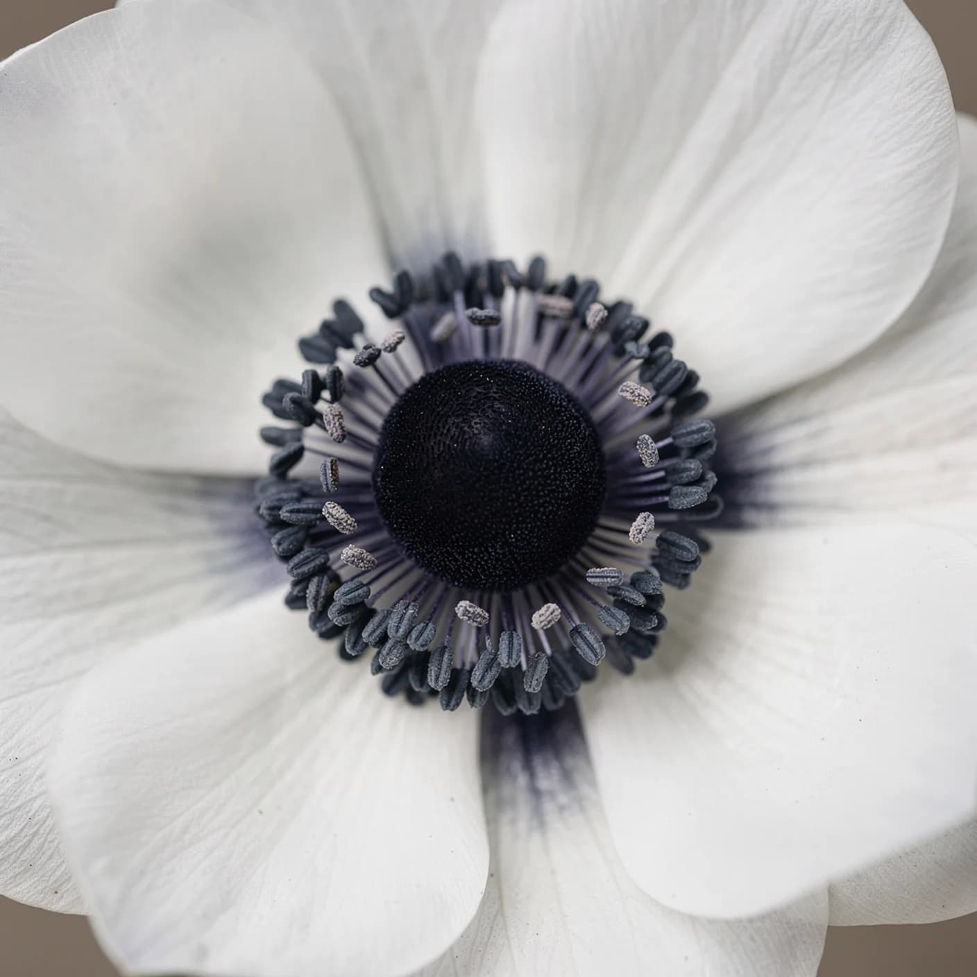 Anemone — Macro of dark centre and petal ring
