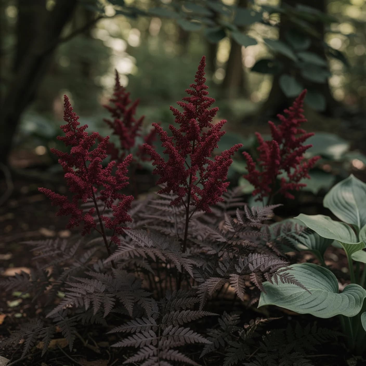 Astilbe — Fanal