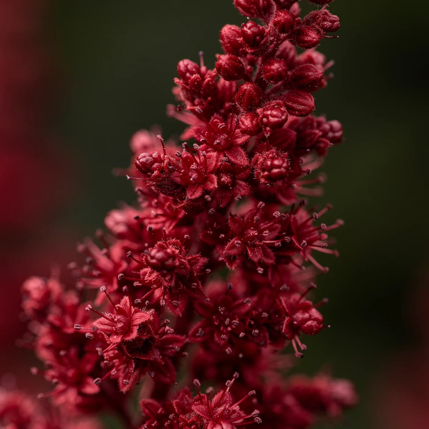 Astilbe — Macro of feathery plume detail