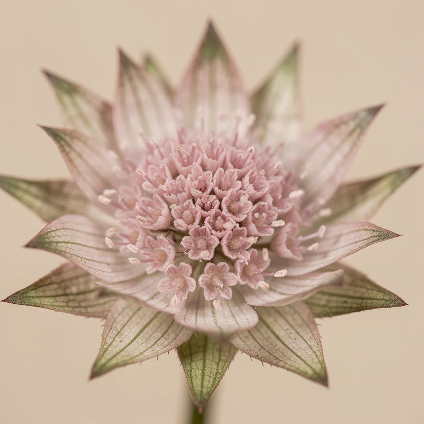 Astrantia — Macro of papery bracts and central floret dome