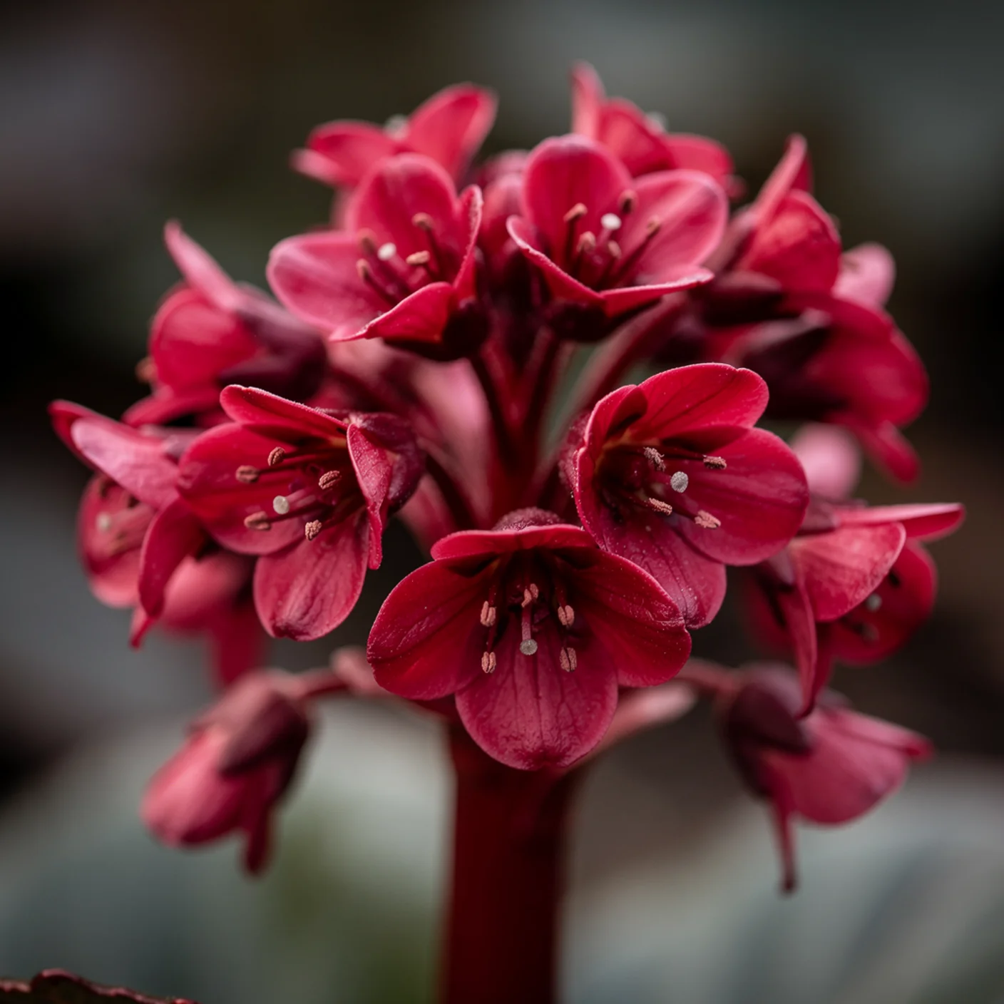Bergenia — Close-up of bergenia flower cluster showing bell-shaped blooms