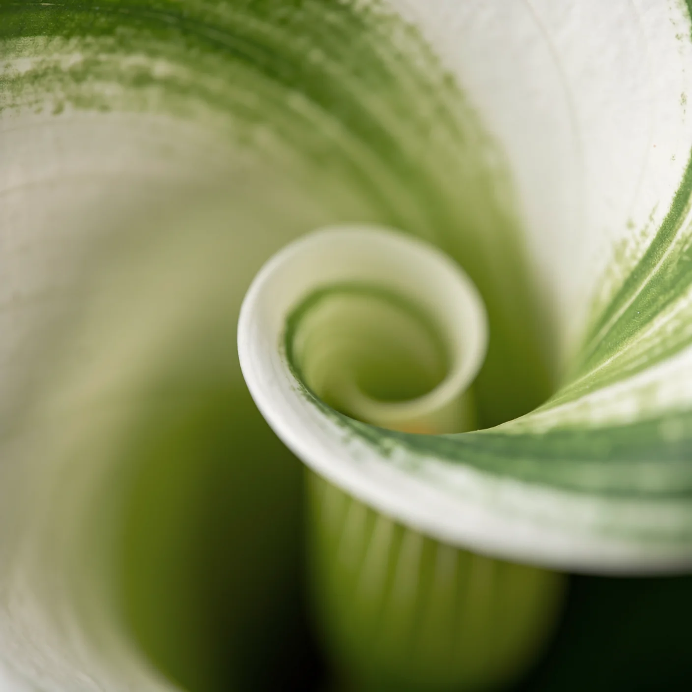 Calla Lily — Macro detail of calla lily spathe showing green streaking
