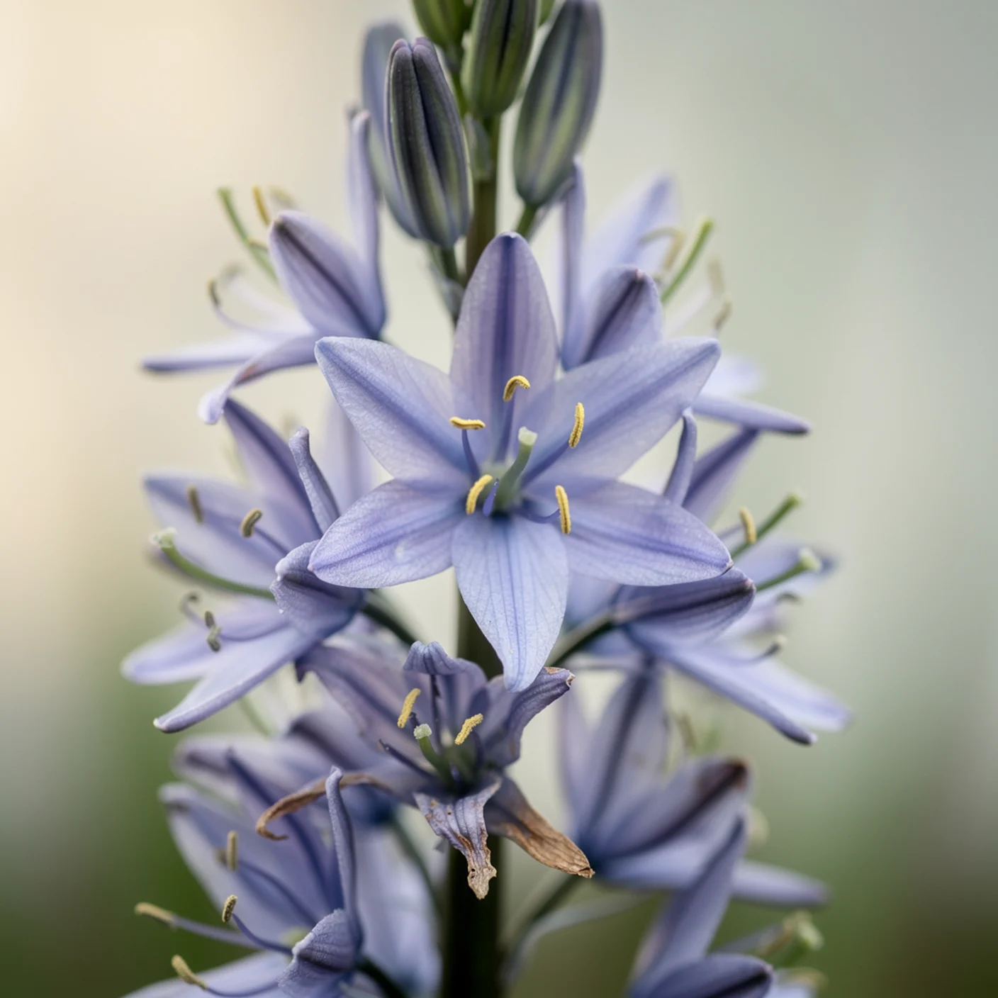 Camassia — Macro of camassia flowers showing star-shaped blooms