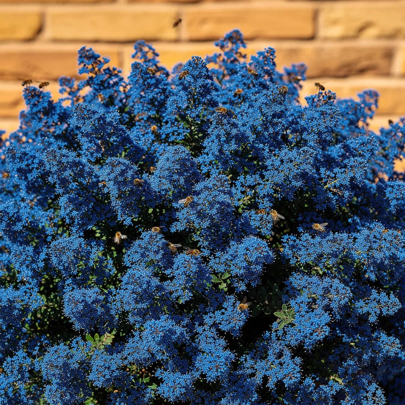 Ceanothus — Concha