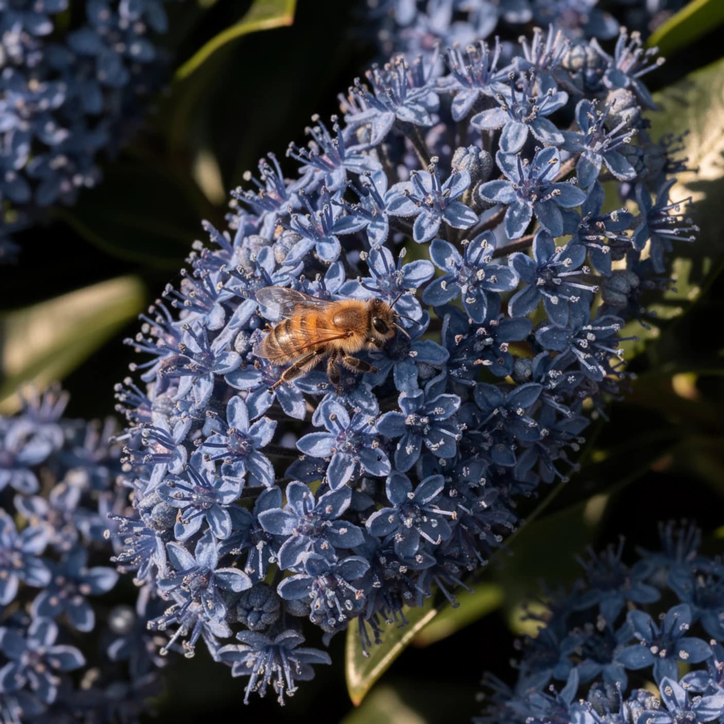 Ceanothus — Macro of ceanothus flower clusters showing tiny individual blooms