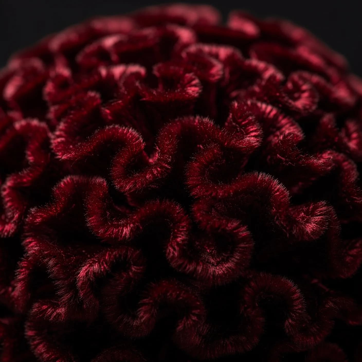 Celosia — Macro of crested surface texture