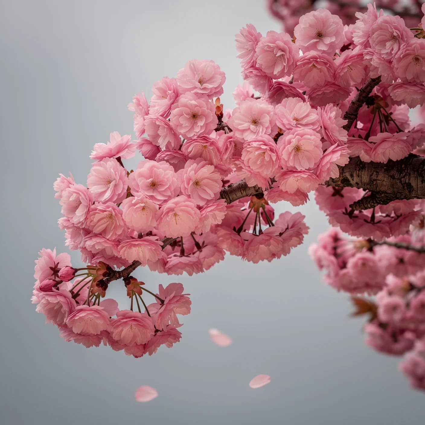 Cherry Blossom — Kanzan