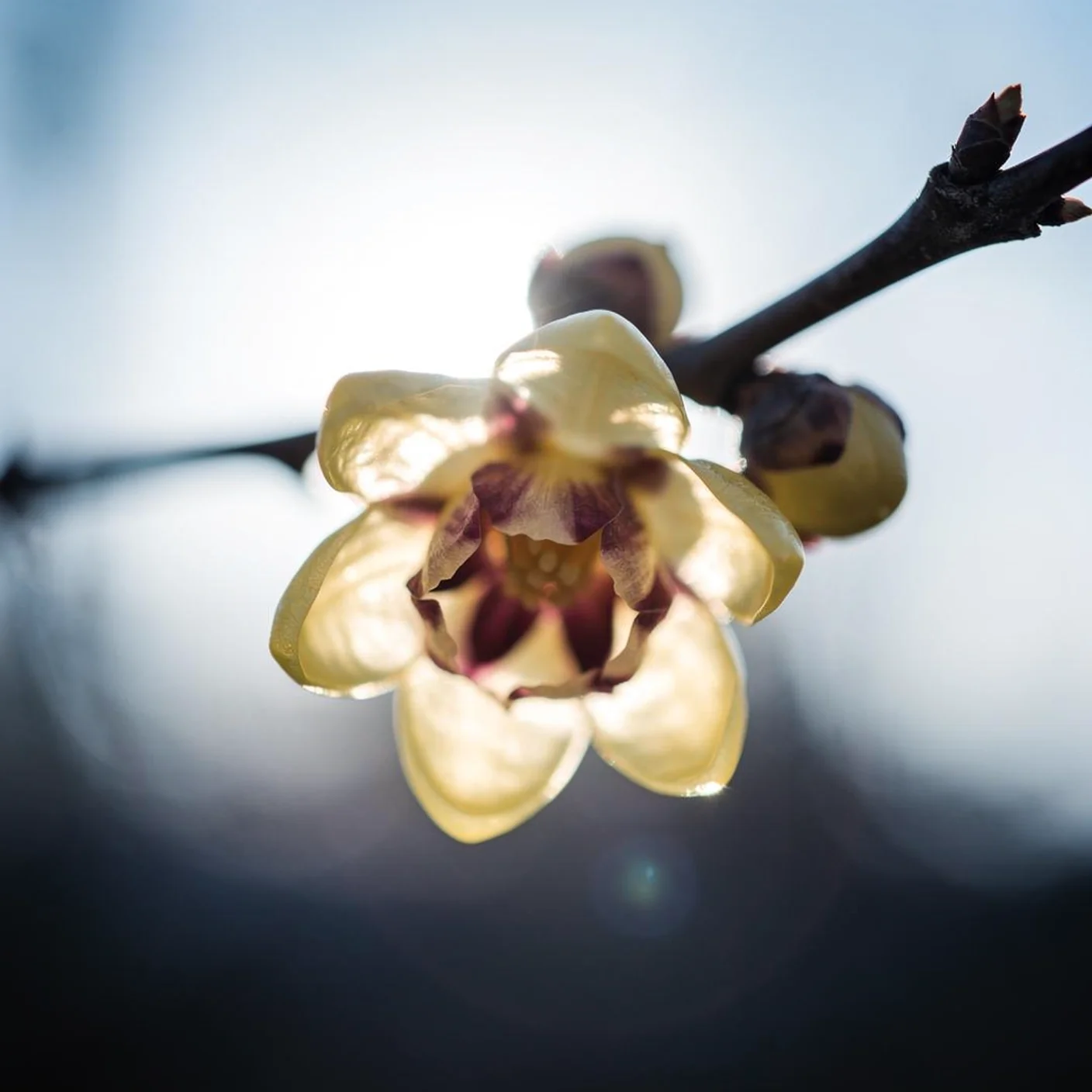 Wintersweet — Extreme close-up of wintersweet flowers showing waxy translucent petals