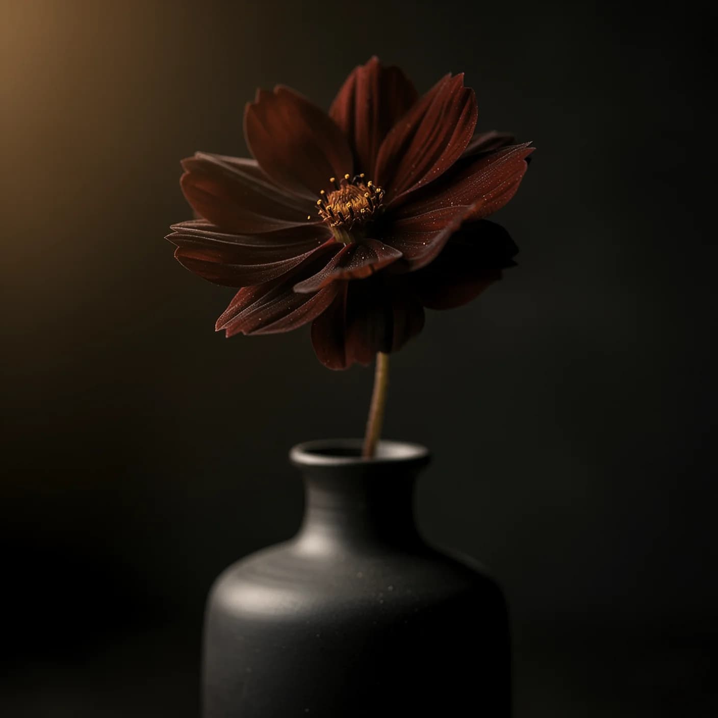 Chocolate Cosmos — Cosmos atrosanguineus