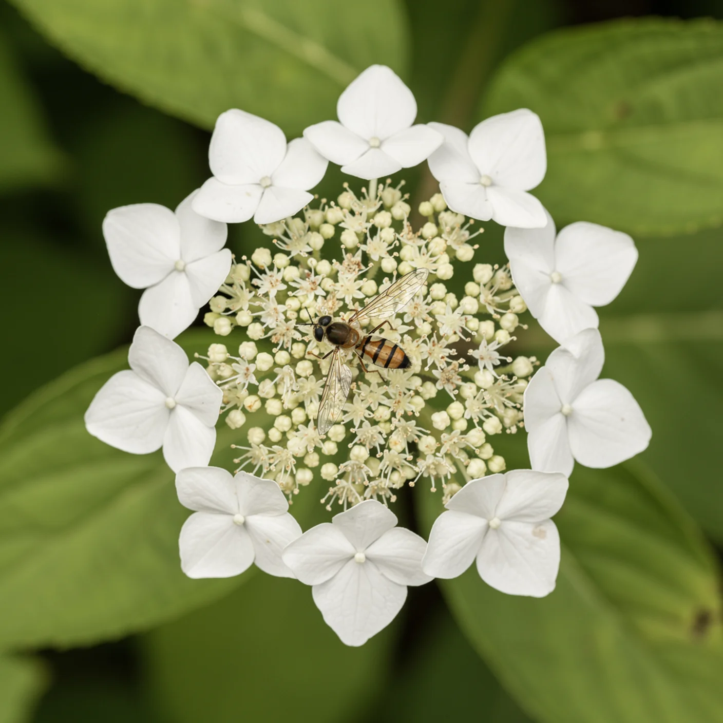 Climbing Hydrangea — Close-up of climbing hydrangea lacecap flower head