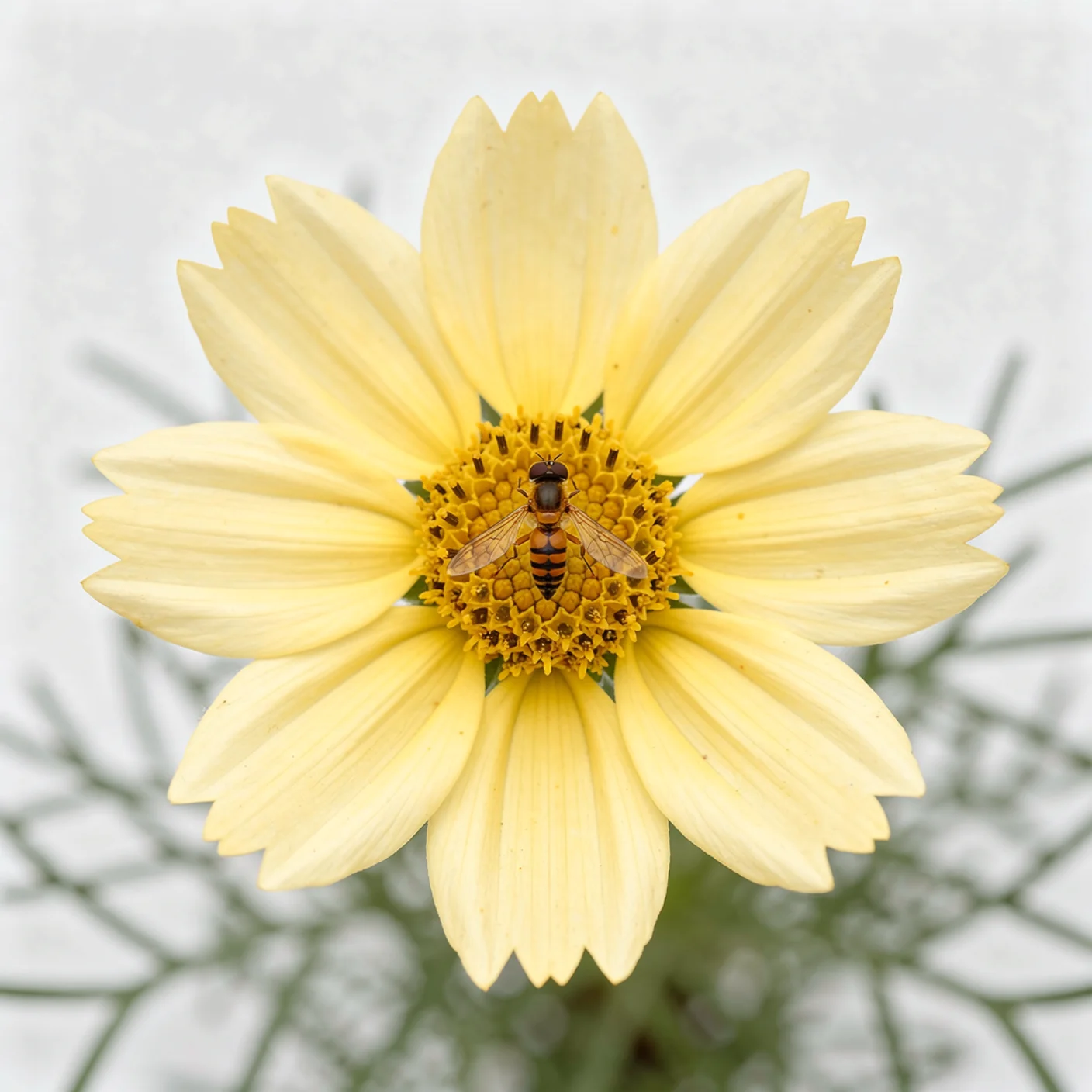 Coreopsis — Close-up single flower with hoverfly