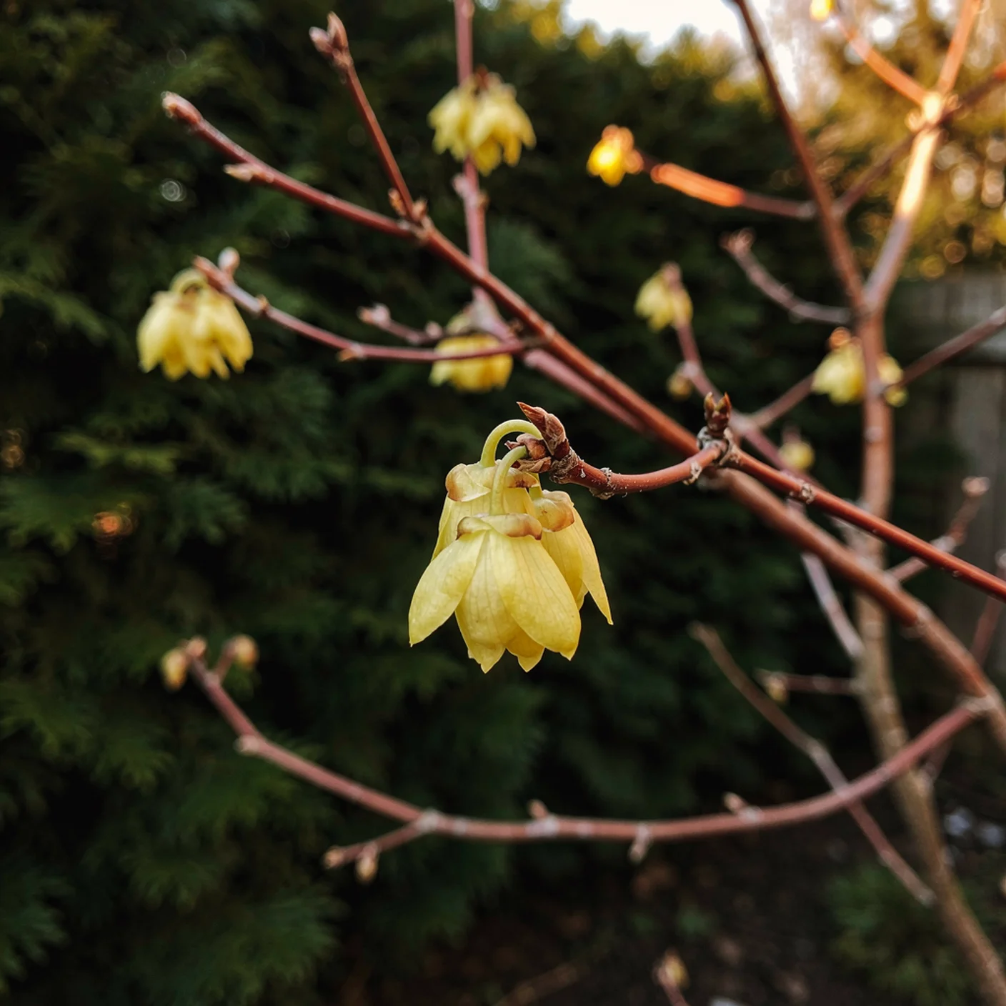 Corylopsis — Pauciflora (Winter Hazel)