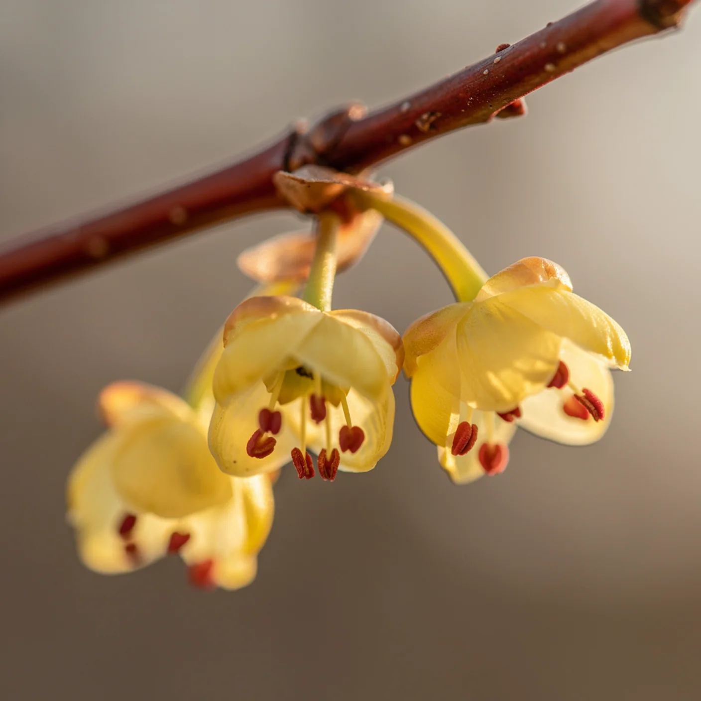 Corylopsis — Extreme close-up of corylopsis flower clusters