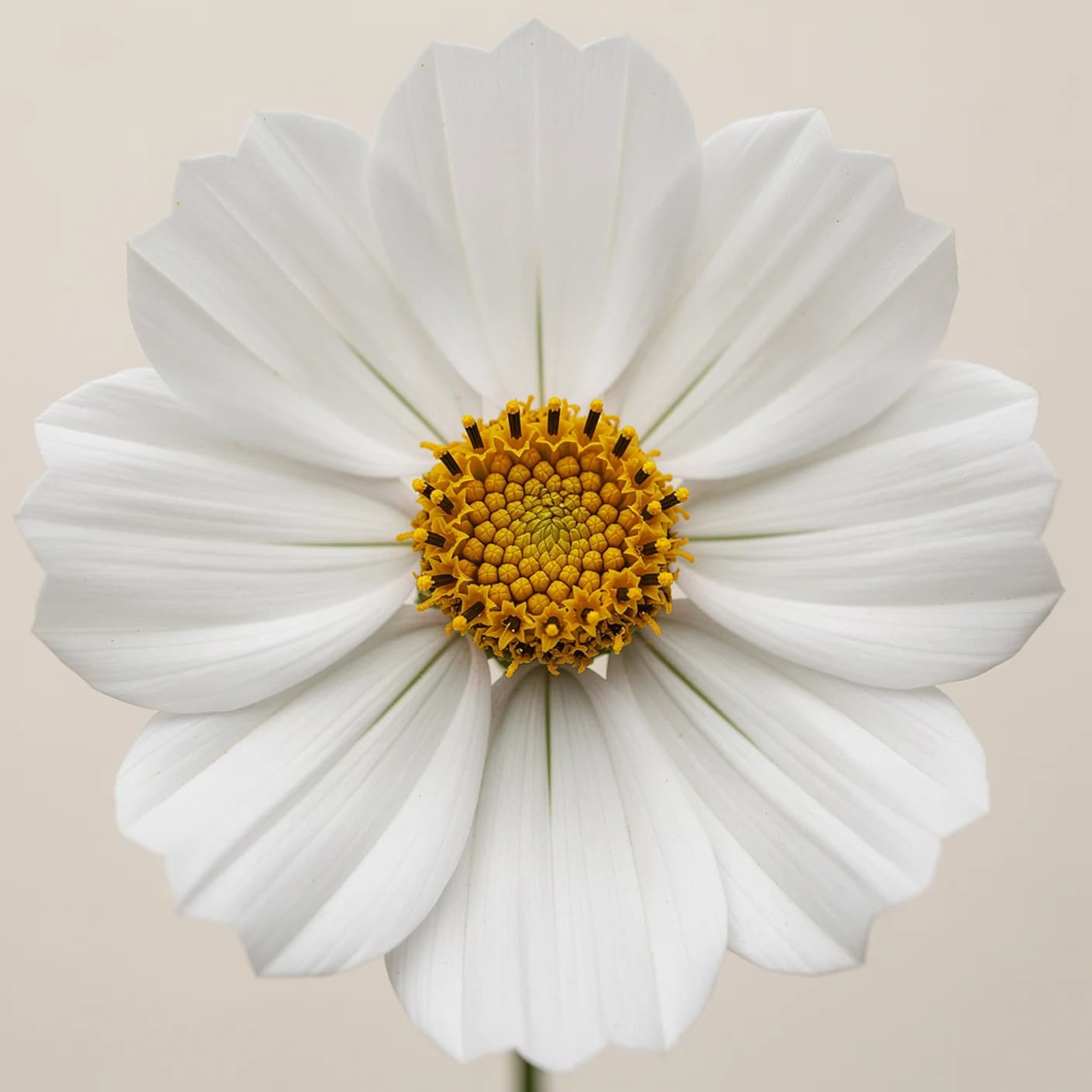 Cosmos — Macro of single flower face, golden centre