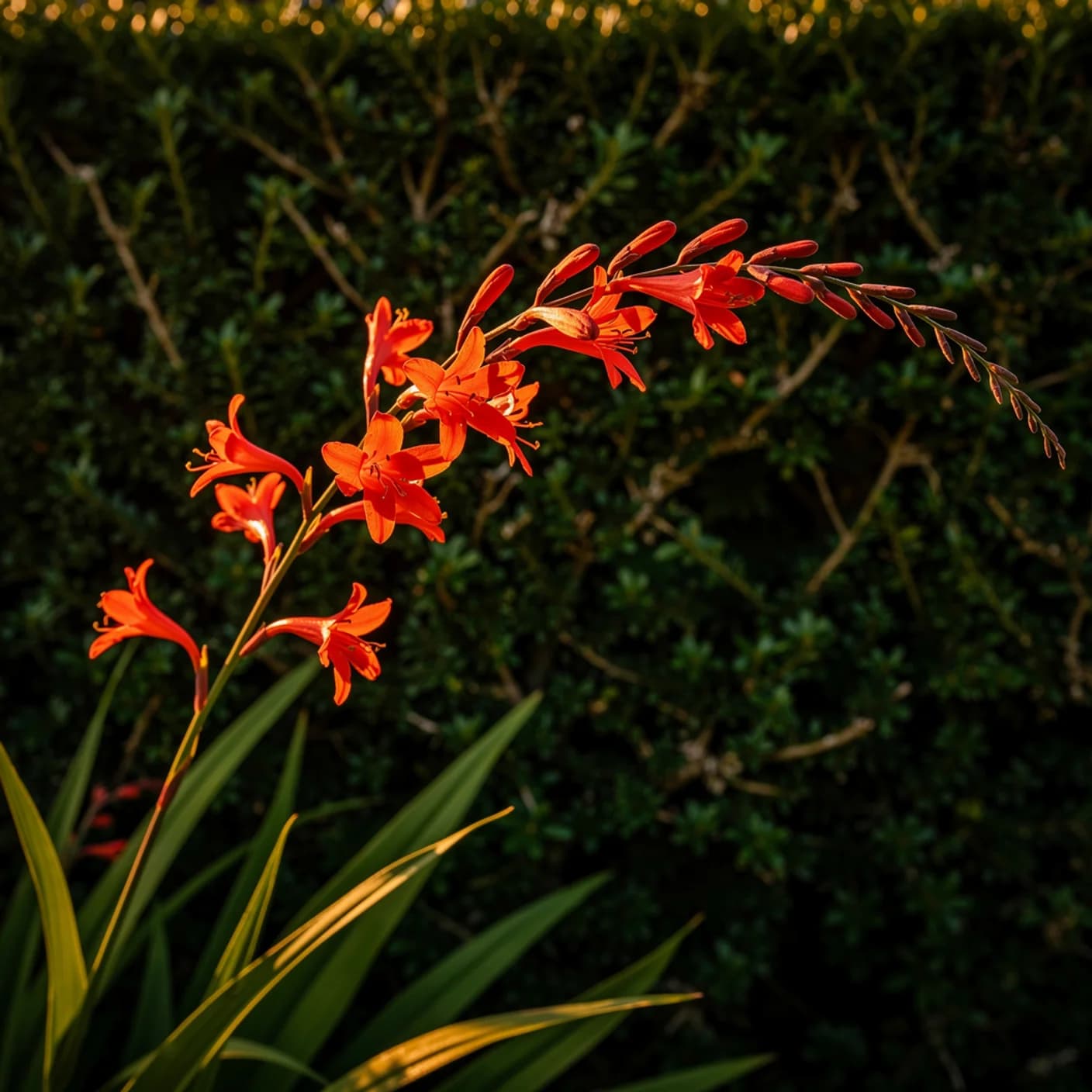 Crocosmia — Lucifer