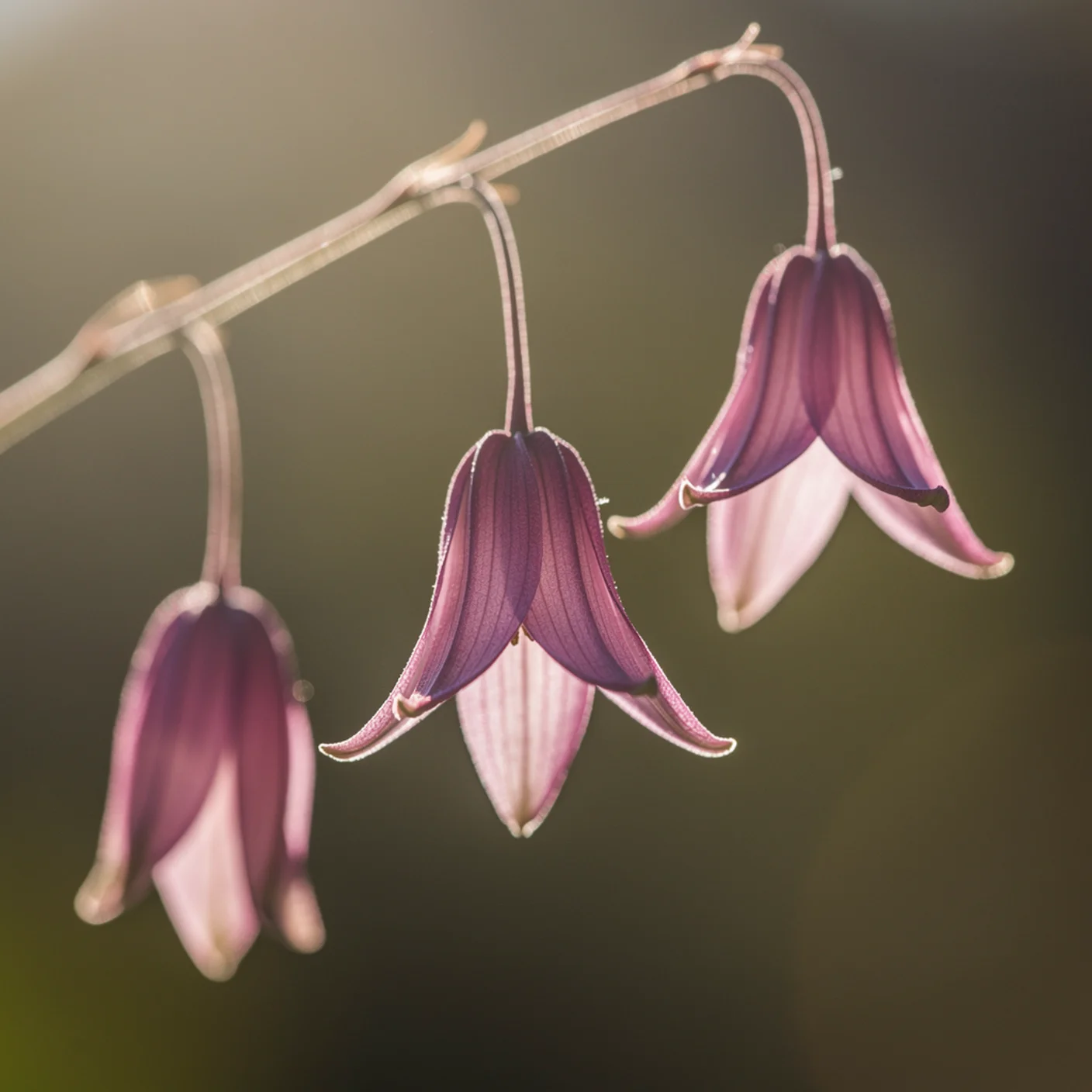 Dierama — Macro of dierama bell flowers hanging from the stem