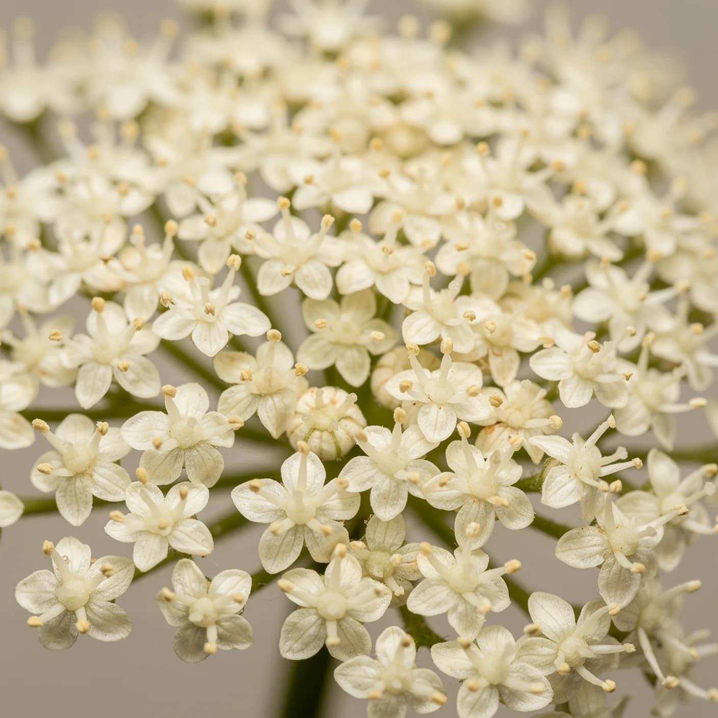 Elderflower — Macro of tiny individual flowers within umbel