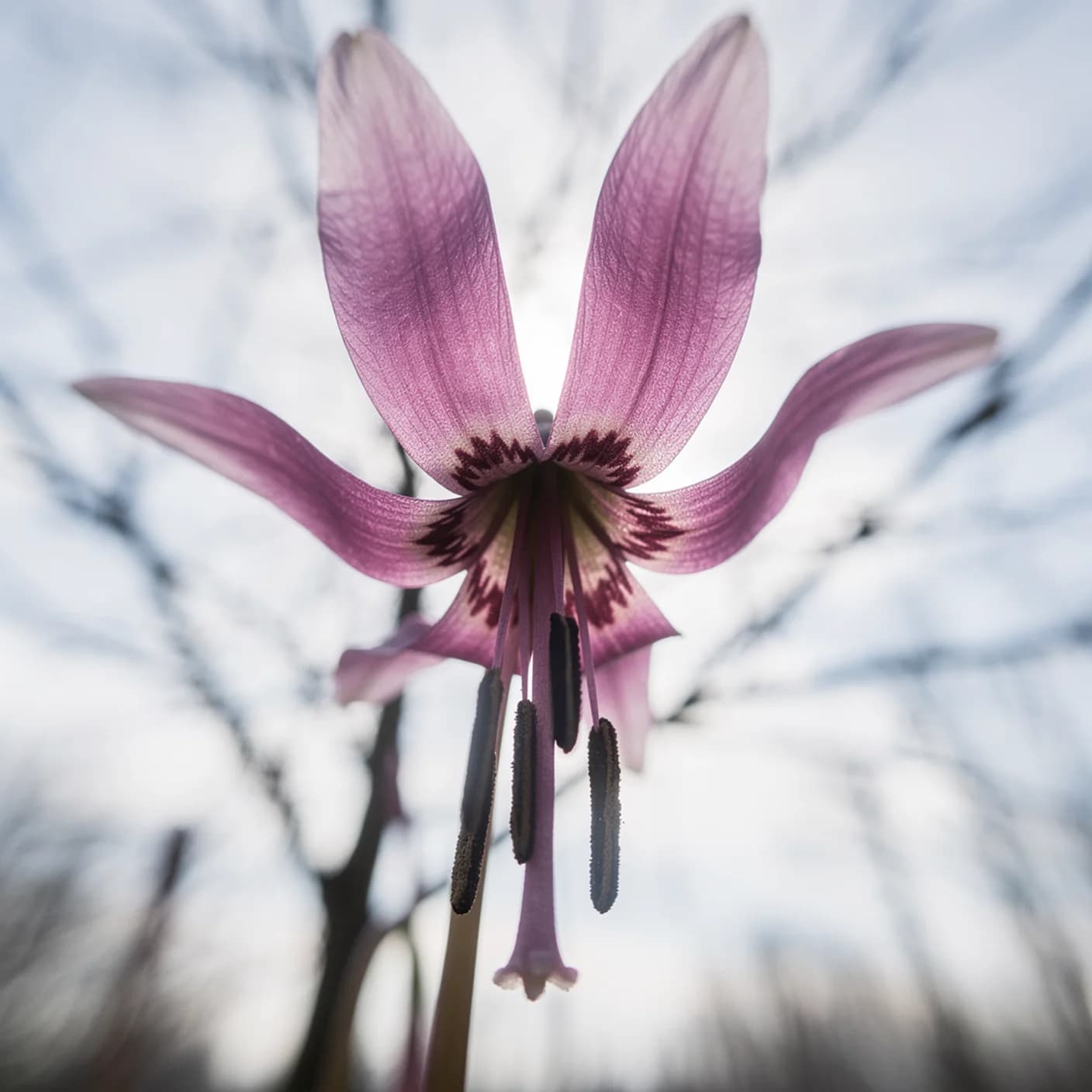 Erythronium — Macro of reflexed flower from below