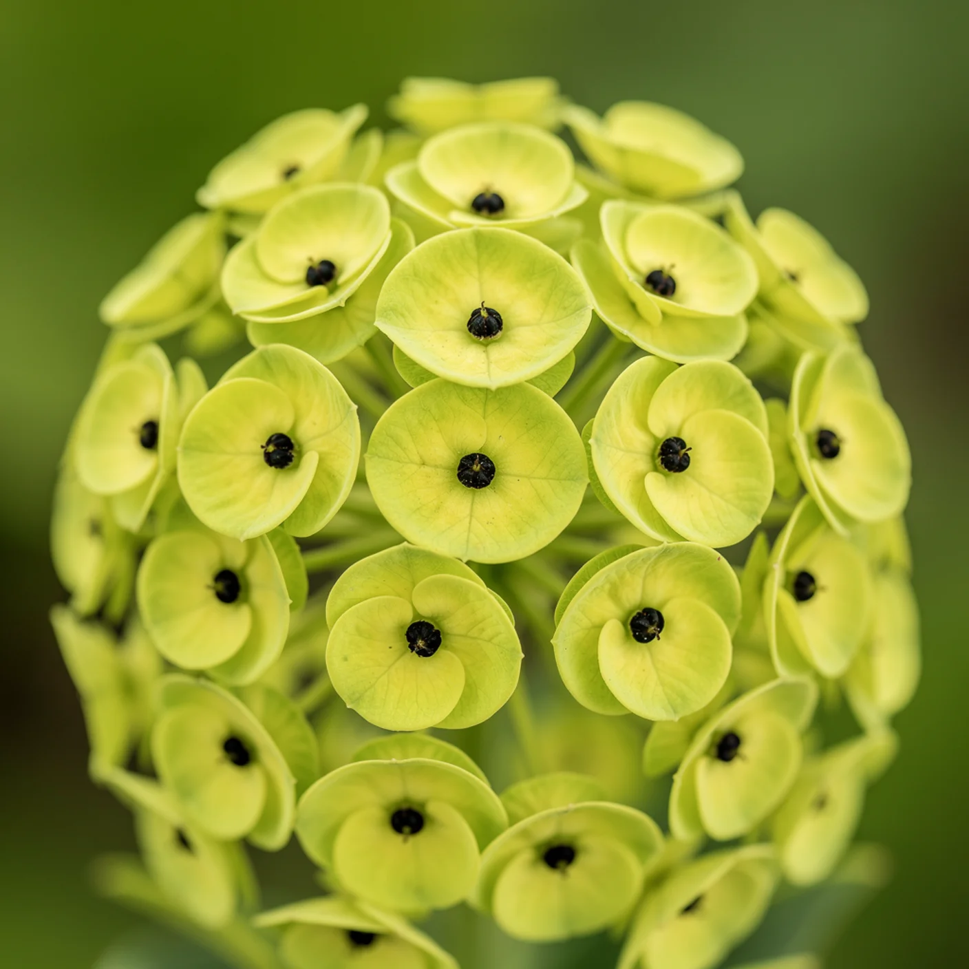 Euphorbia — Macro of lime florets with dark eye centres