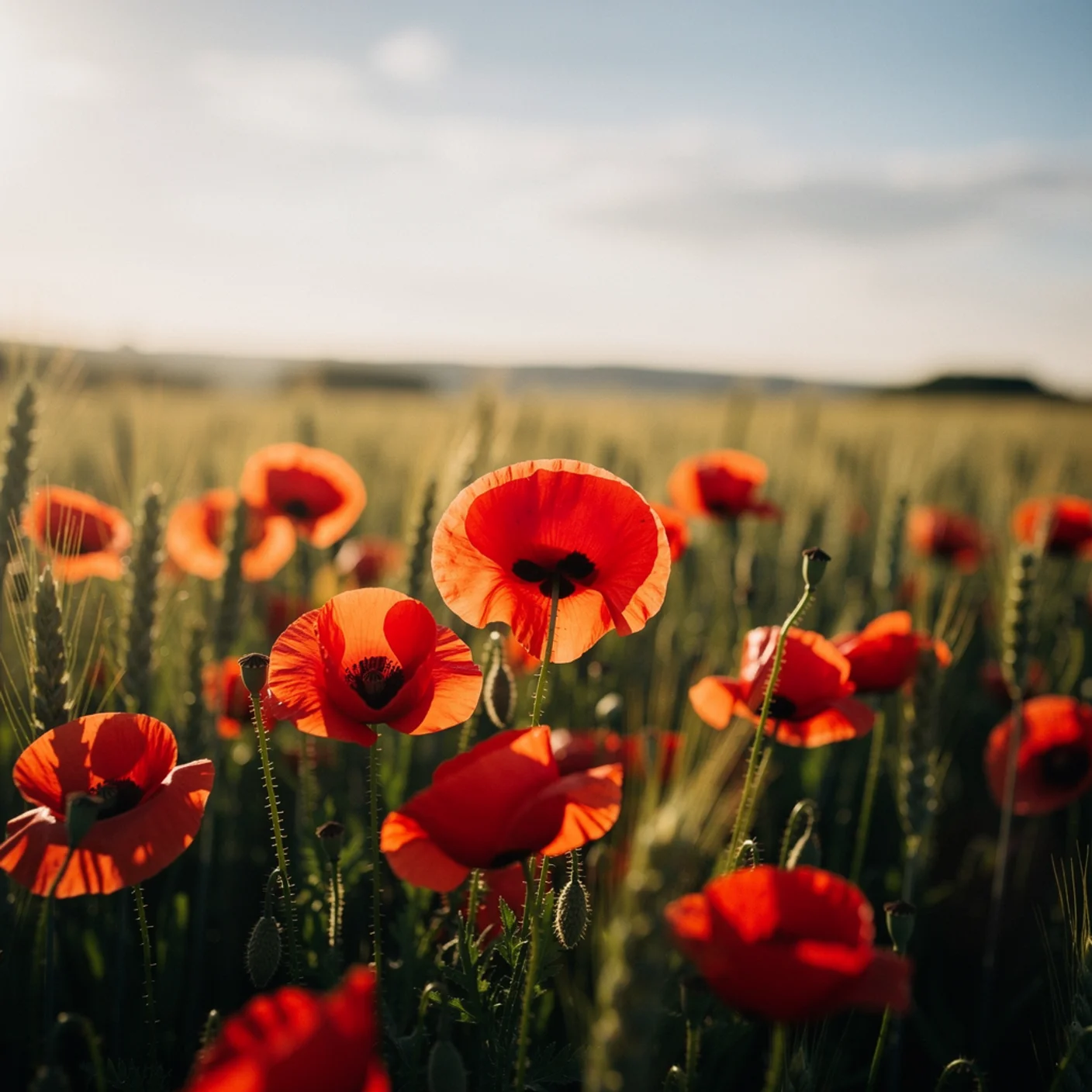 Field Poppy — Papaver rhoeas (Common Poppy)