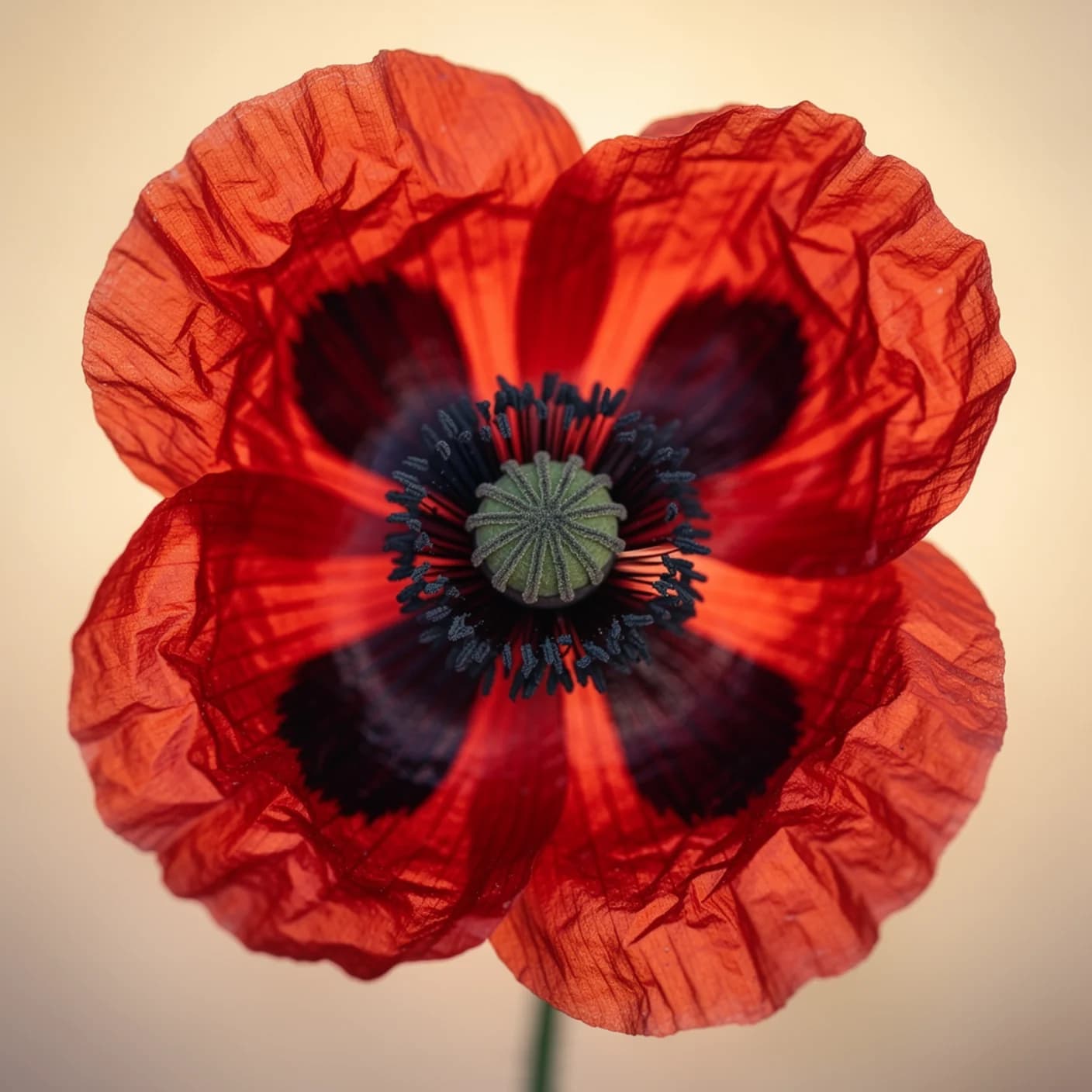 Field Poppy — Macro of a field poppy showing crumpled silk petals