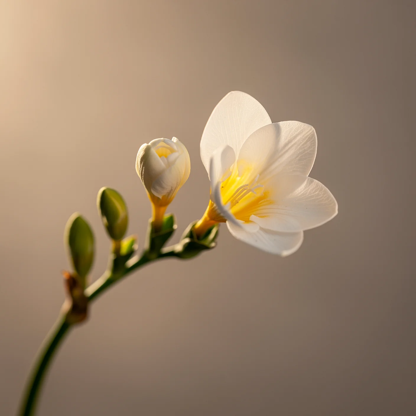 Freesia — Macro of single trumpet flower and buds