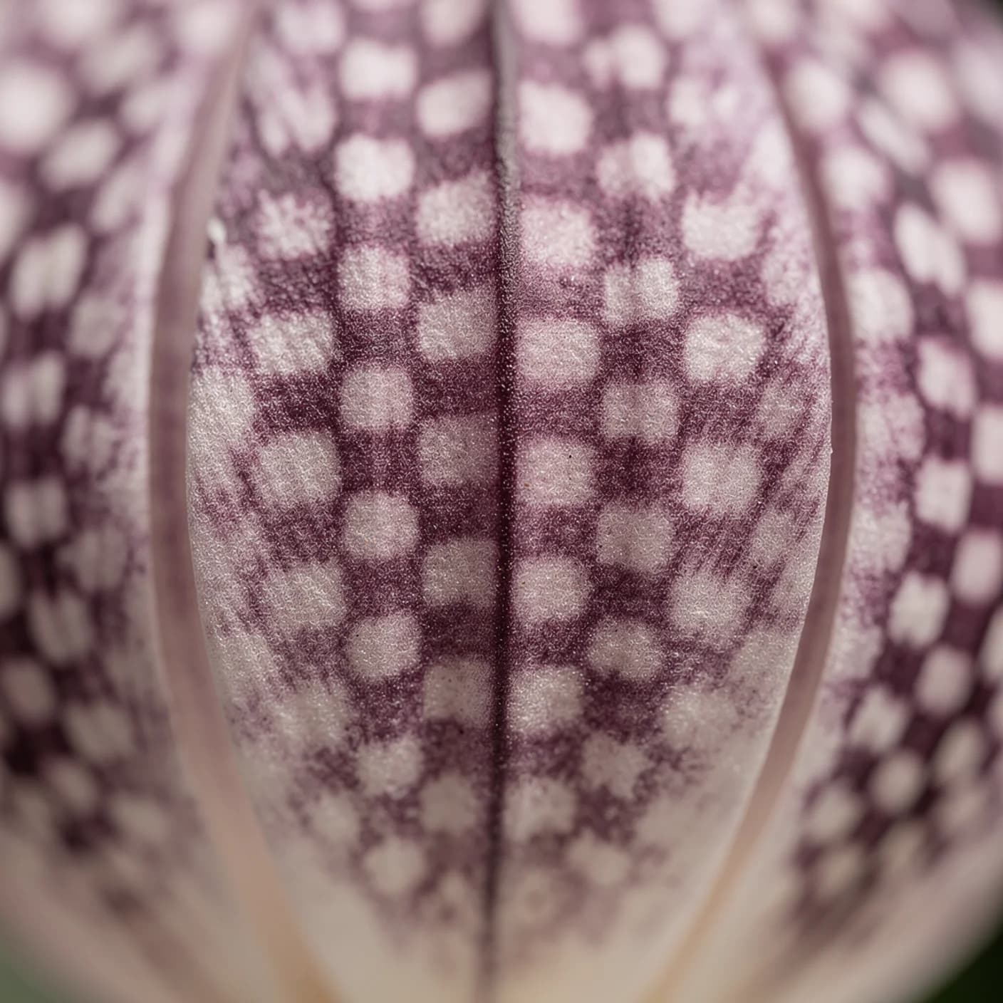 Snake's Head Fritillary — Macro of chequered petal pattern
