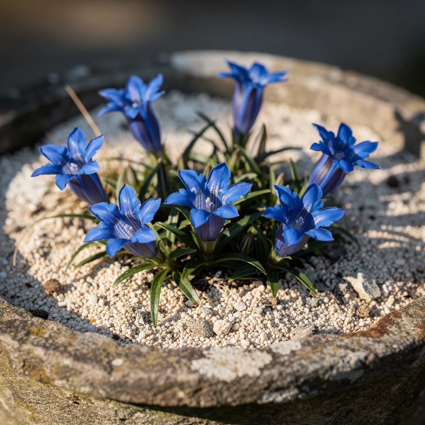Gentian — Gentiana sino-ornata (Autumn Gentian)