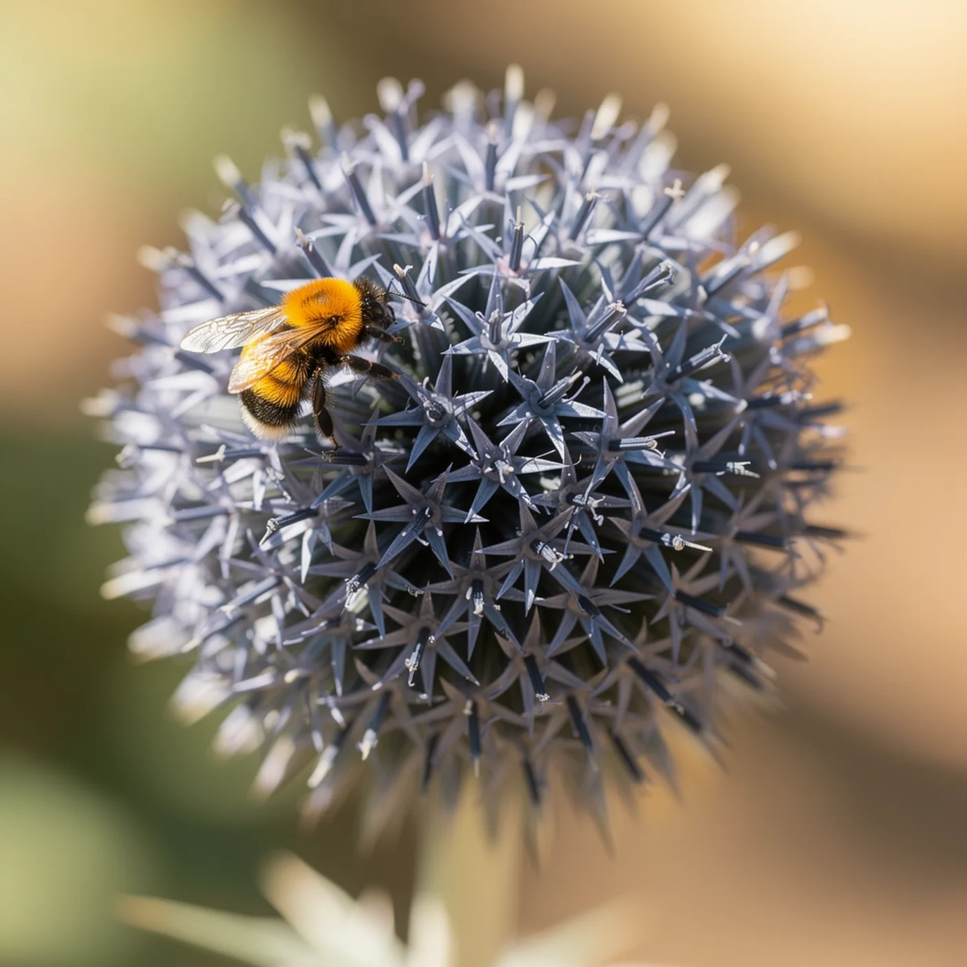 Globe Thistle — Extreme close-up of a single globe thistle head with bee