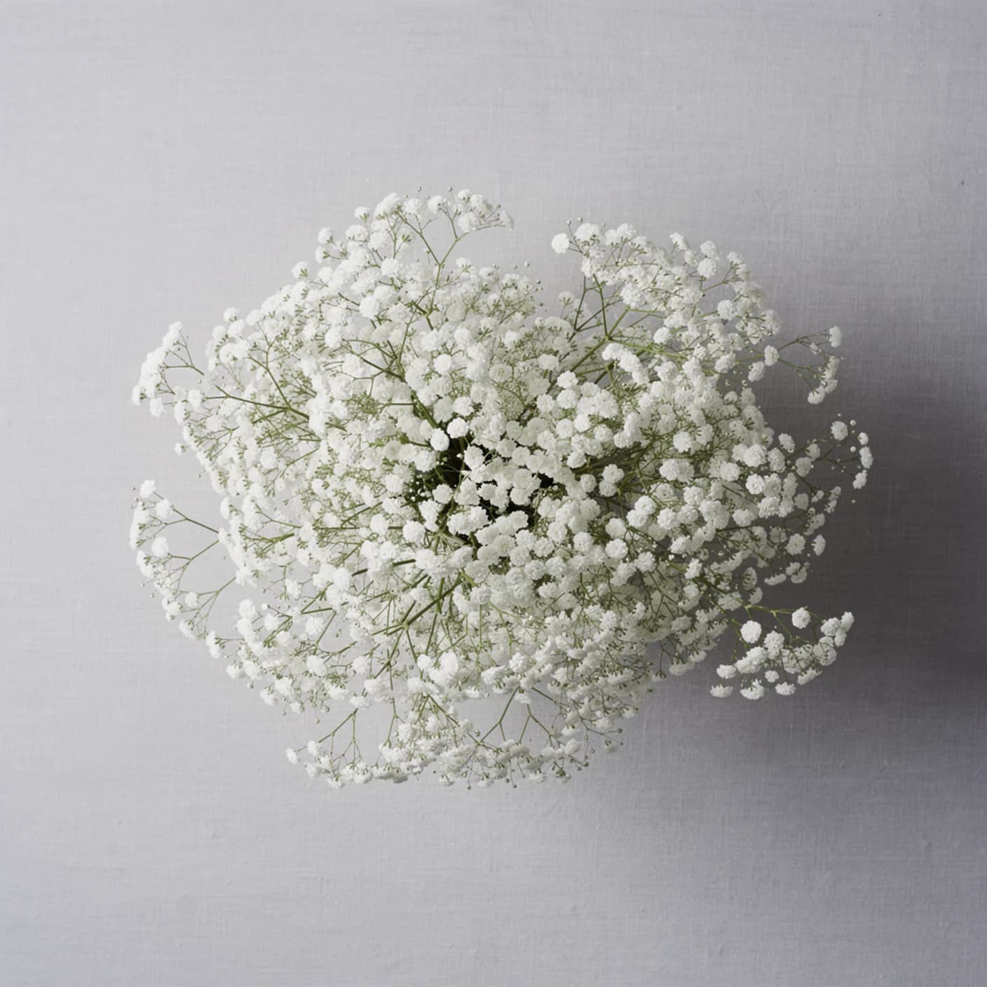 Gypsophila — Bristol Fairy