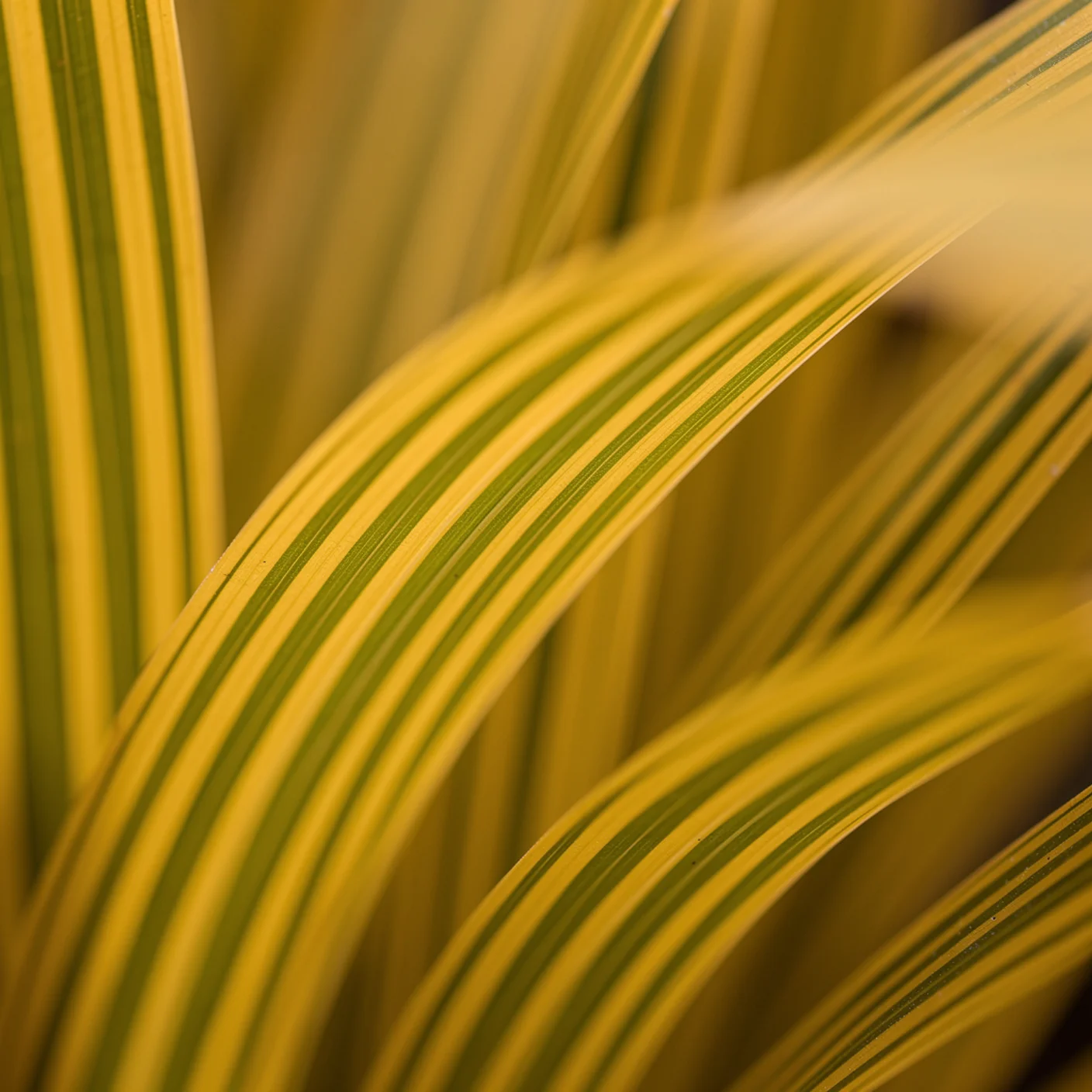 Hakonechloa — Macro of hakonechloa leaves showing gold-and-green striping