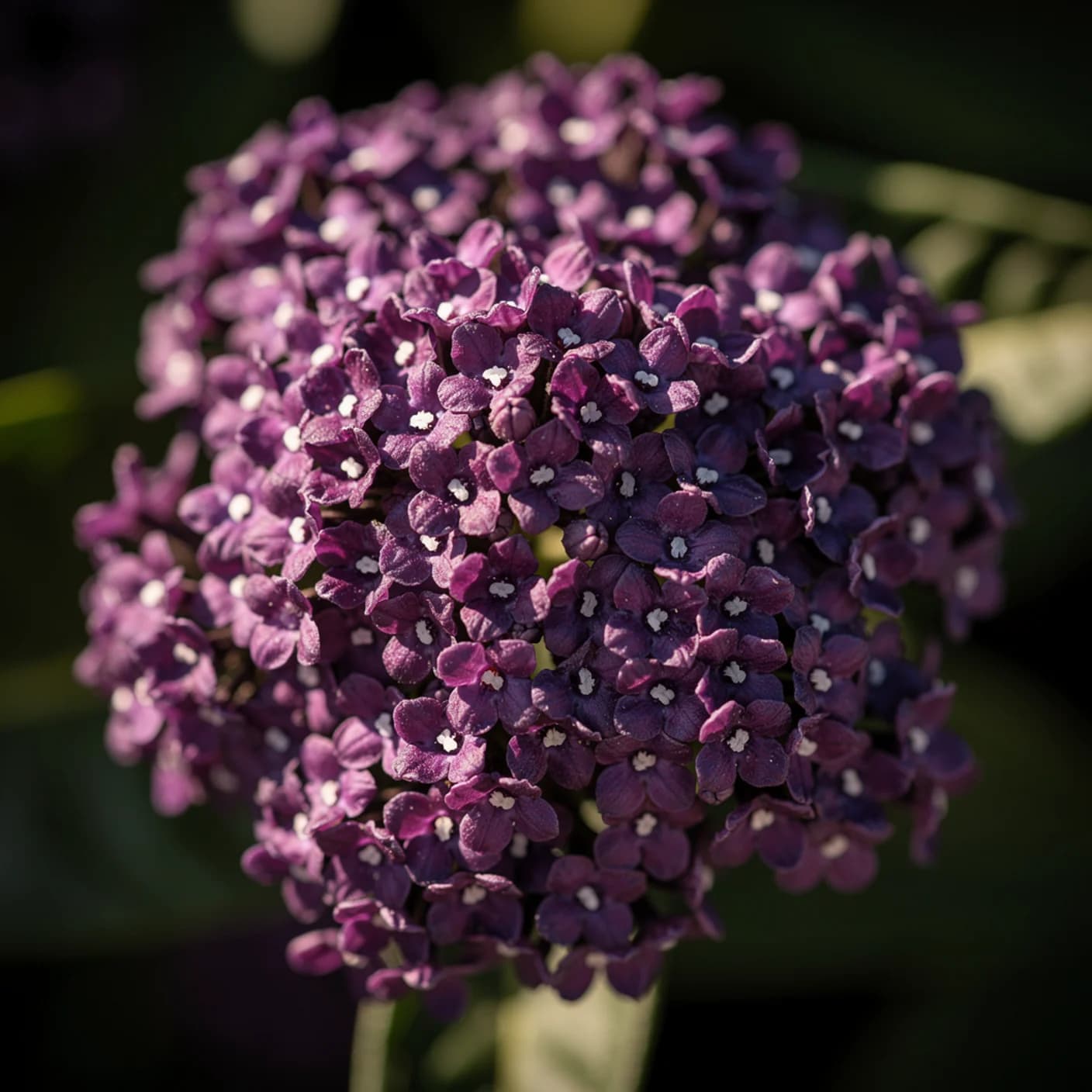 Heliotrope — Macro of heliotrope flower cluster showing tiny individual flowers