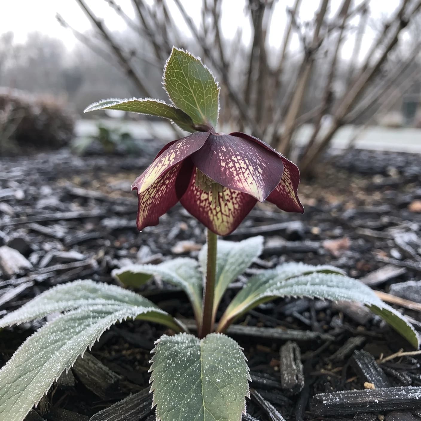 Hellebore — Winter Jewels