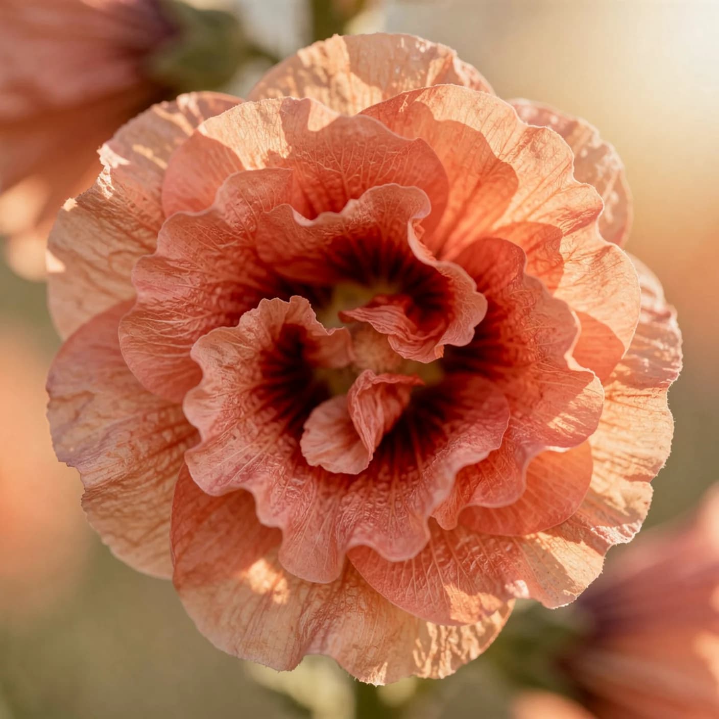 Hollyhock — Macro of single ruffled bloom