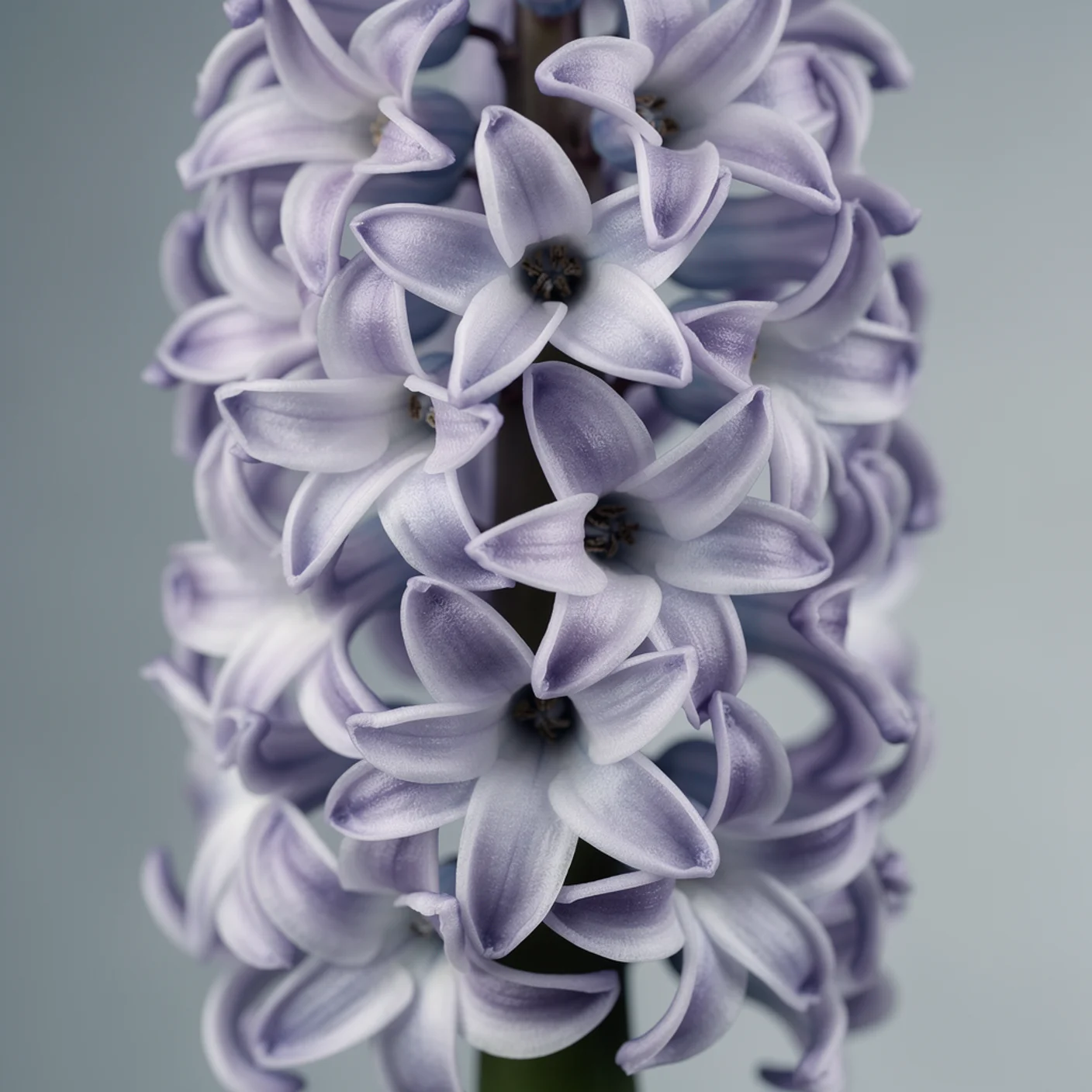 Hyacinth — Macro of individual star-shaped florets on spike