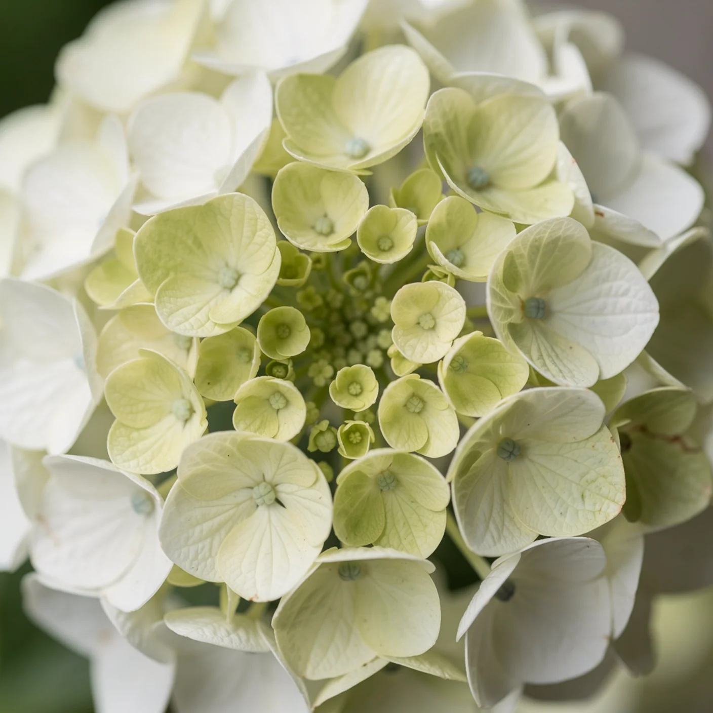 Hydrangea — Macro of individual florets turning green