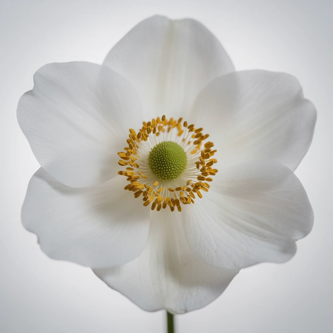 Japanese Anemone — Macro of white petals and golden stamen ring