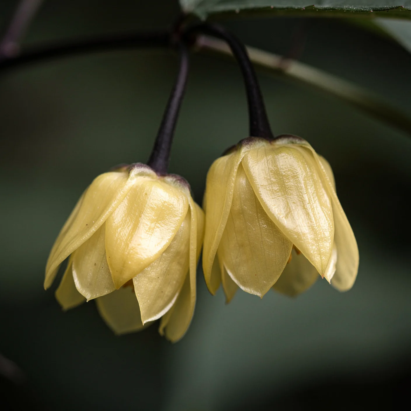 Kirengeshoma — Macro of kirengeshoma flowers showing waxy texture